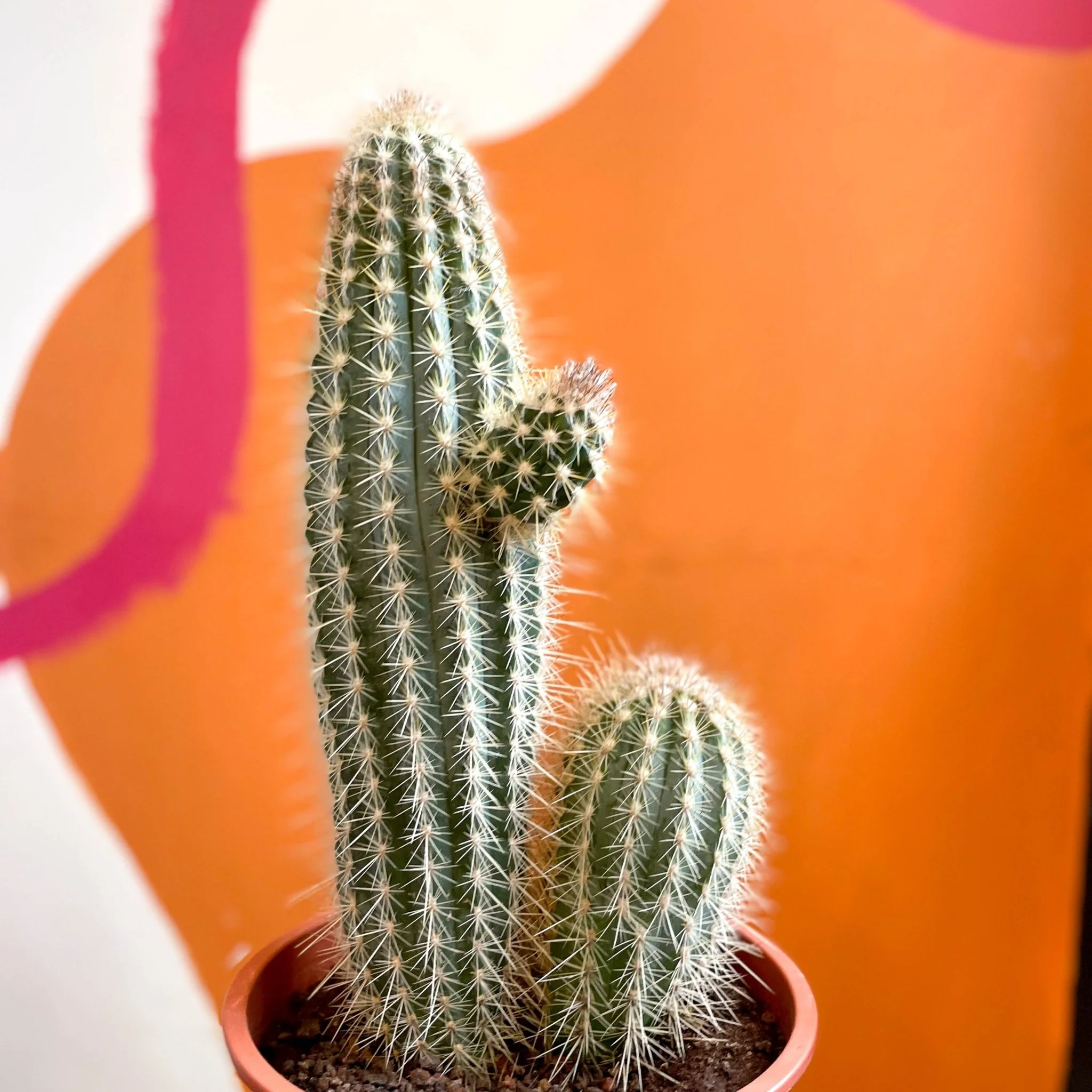 Xique-Xique Cactus - Pilosocereus gounellei