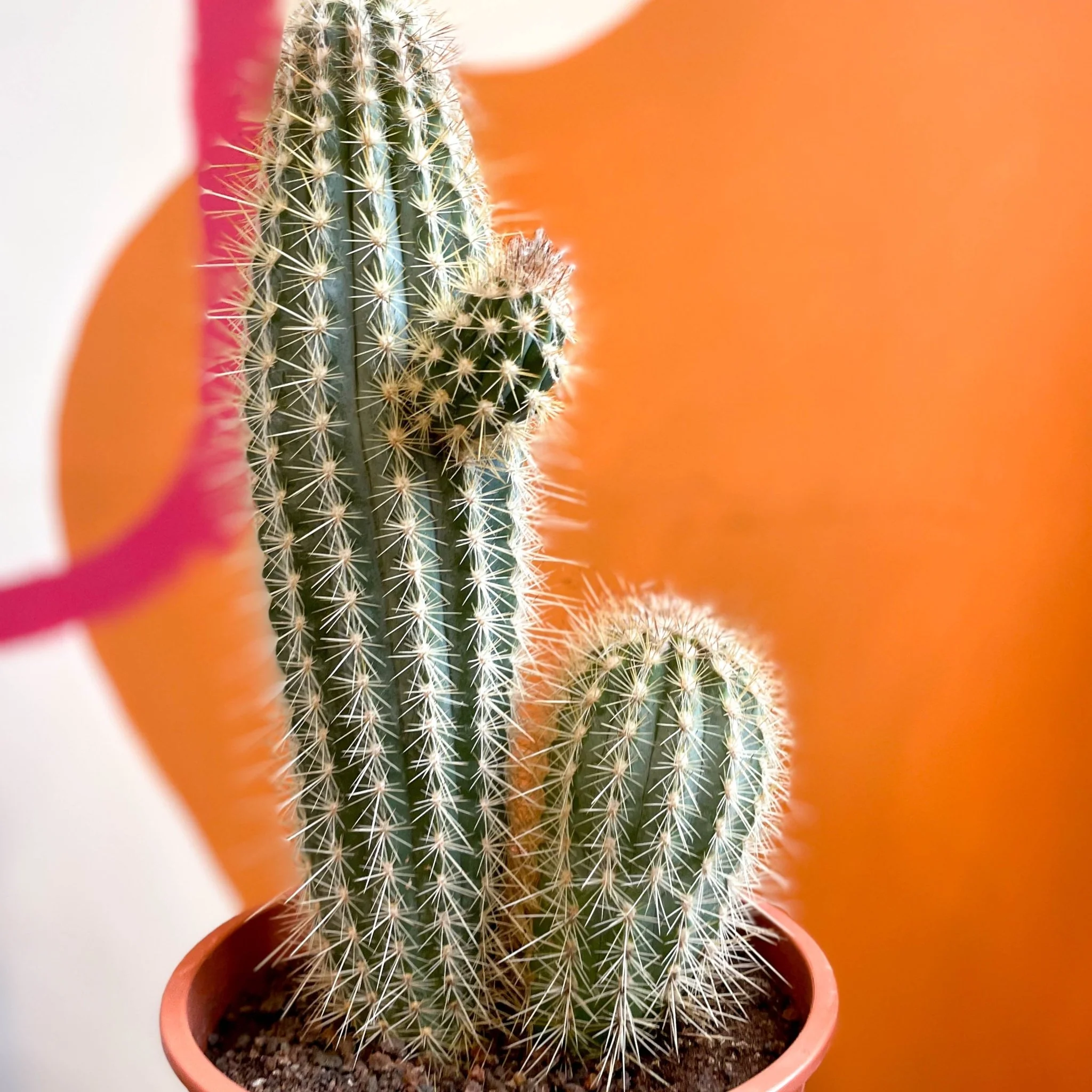 Xique-Xique Cactus - Pilosocereus gounellei - Image 2