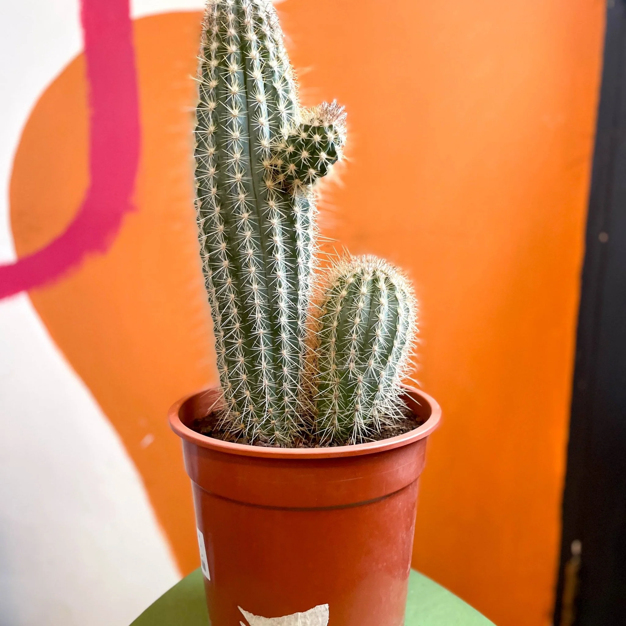 Xique-Xique Cactus - Pilosocereus gounellei - Image 3