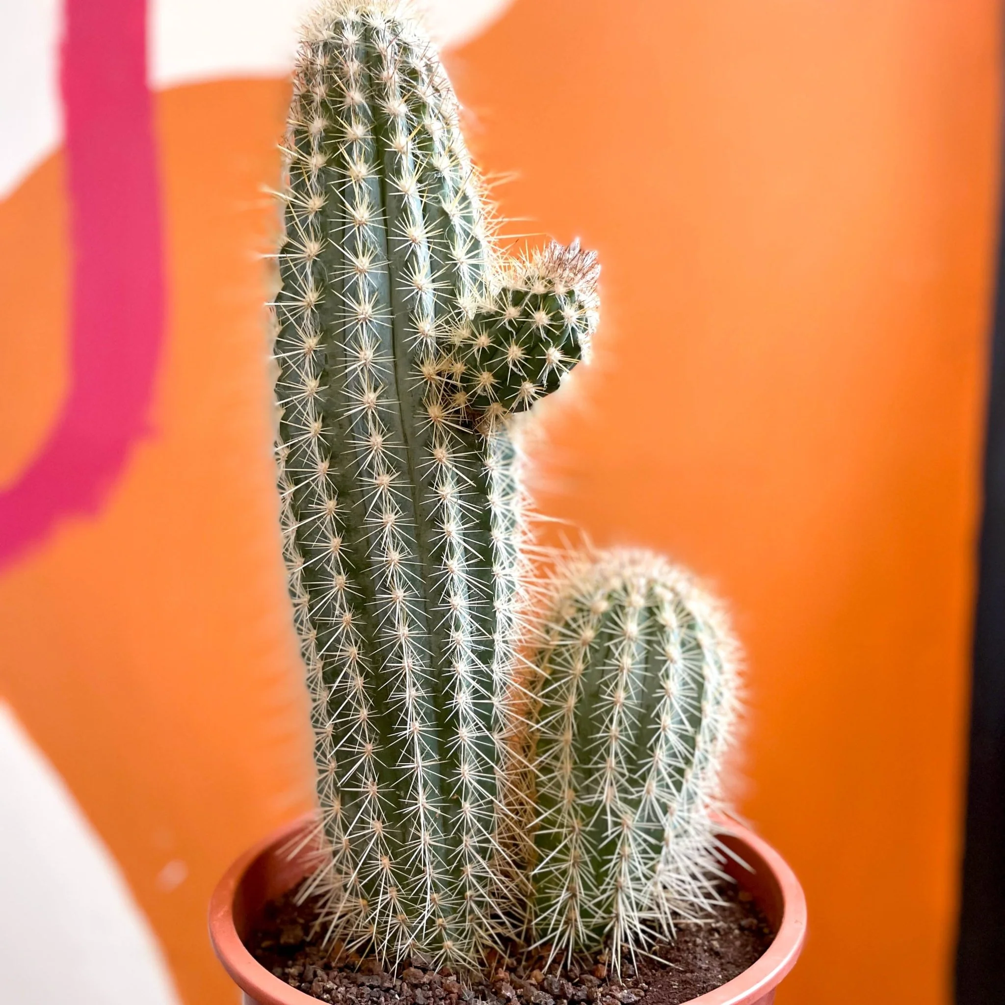 Xique-Xique Cactus - Pilosocereus gounellei - Image 4