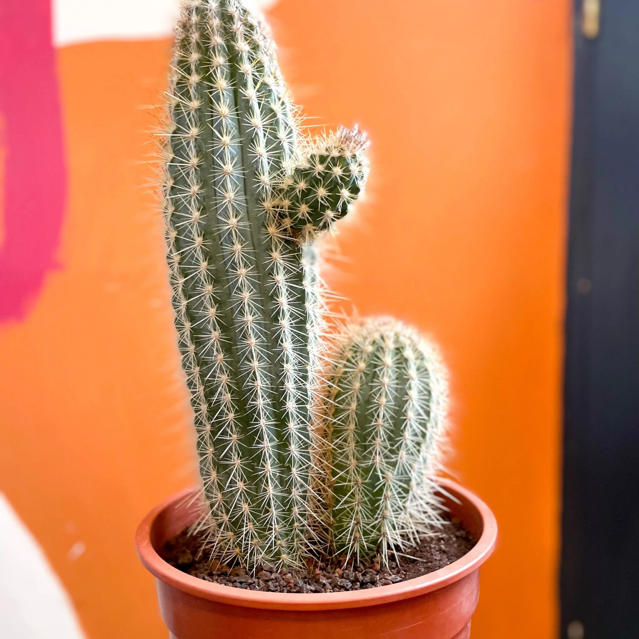 Xique-Xique Cactus - Pilosocereus gounellei - Image 5