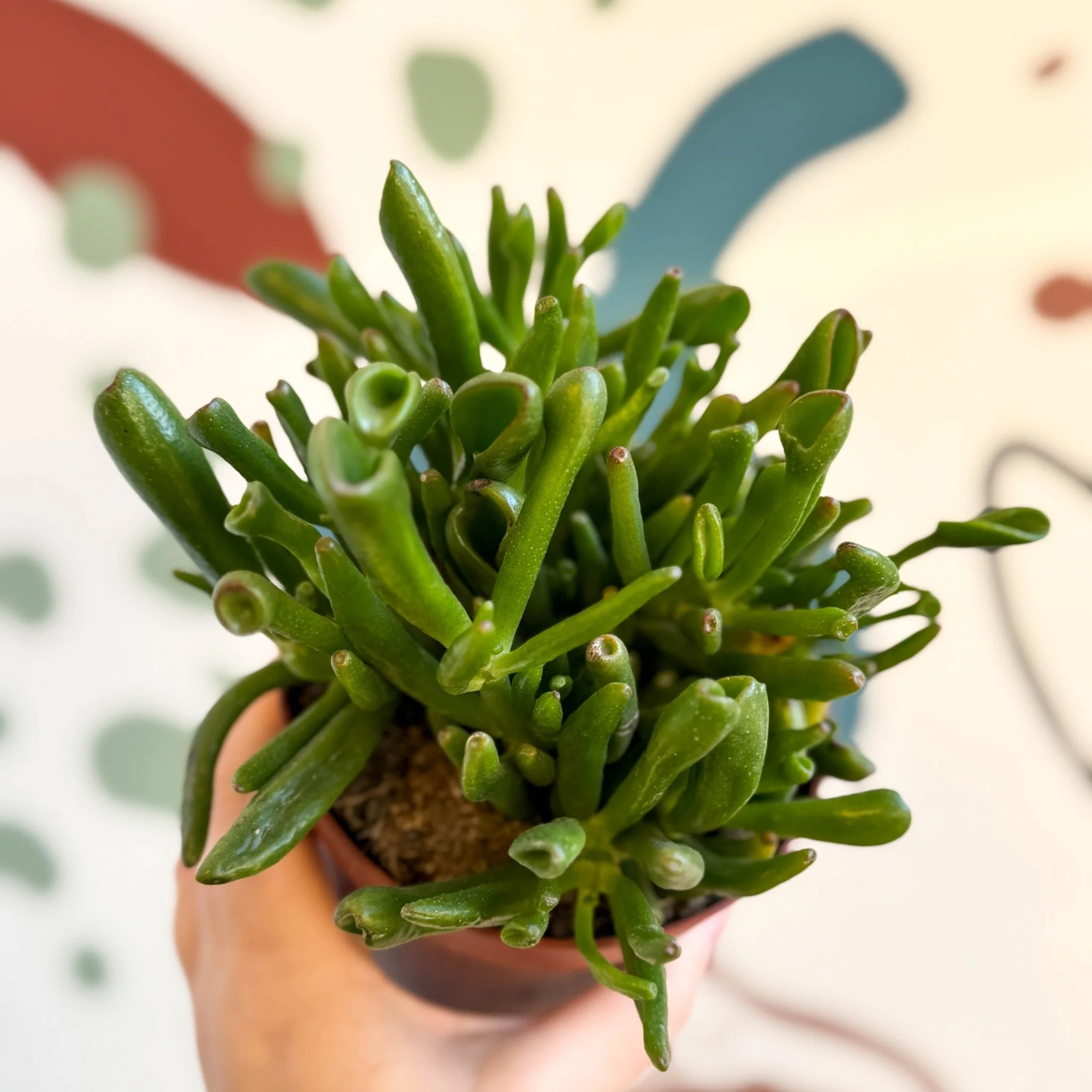Crassula ovata 'Gollum'