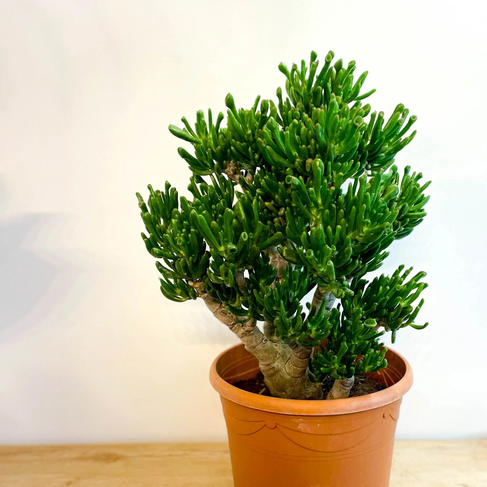 Crassula ovata 'Gollum' - Image 10