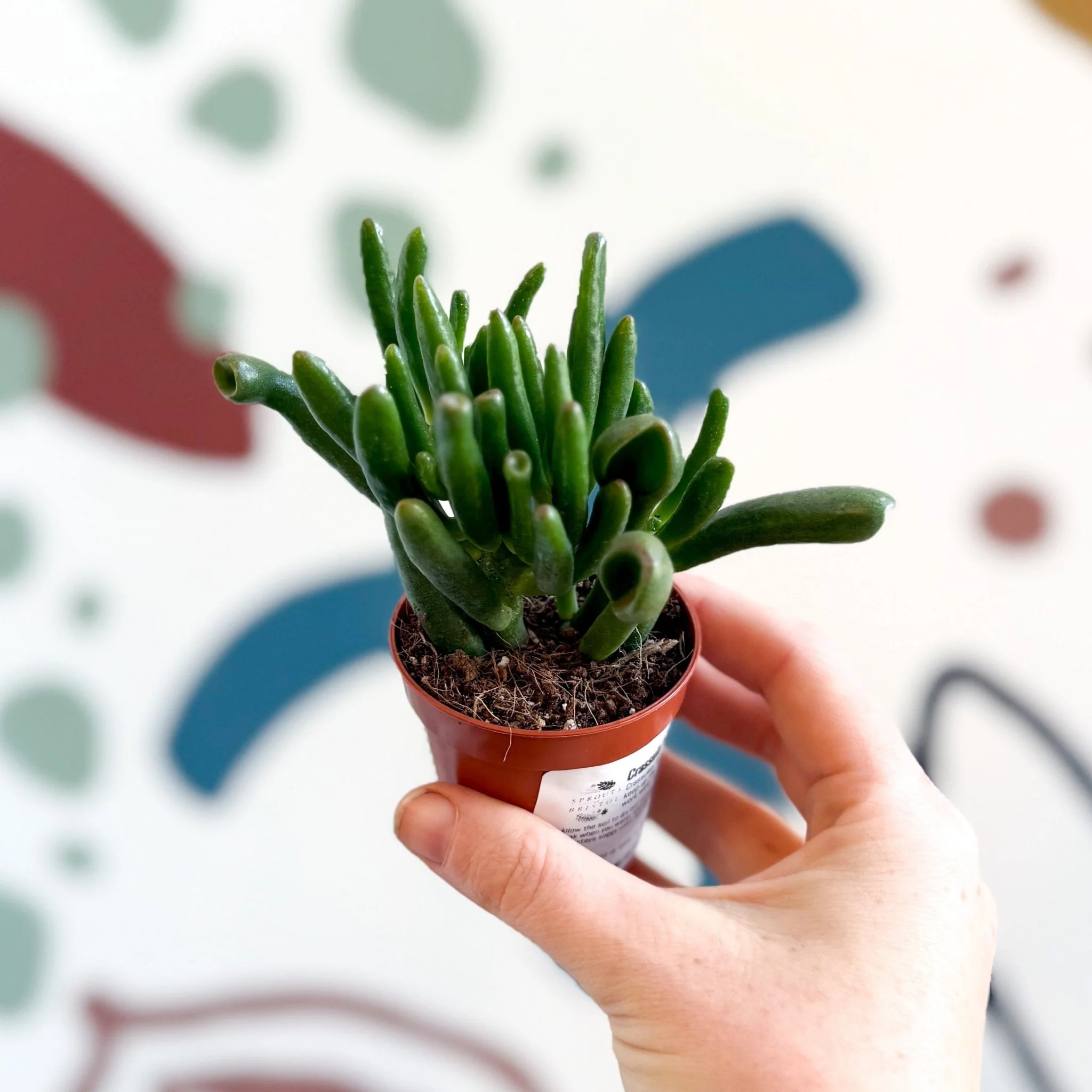 Crassula ovata 'Gollum' - Image 11