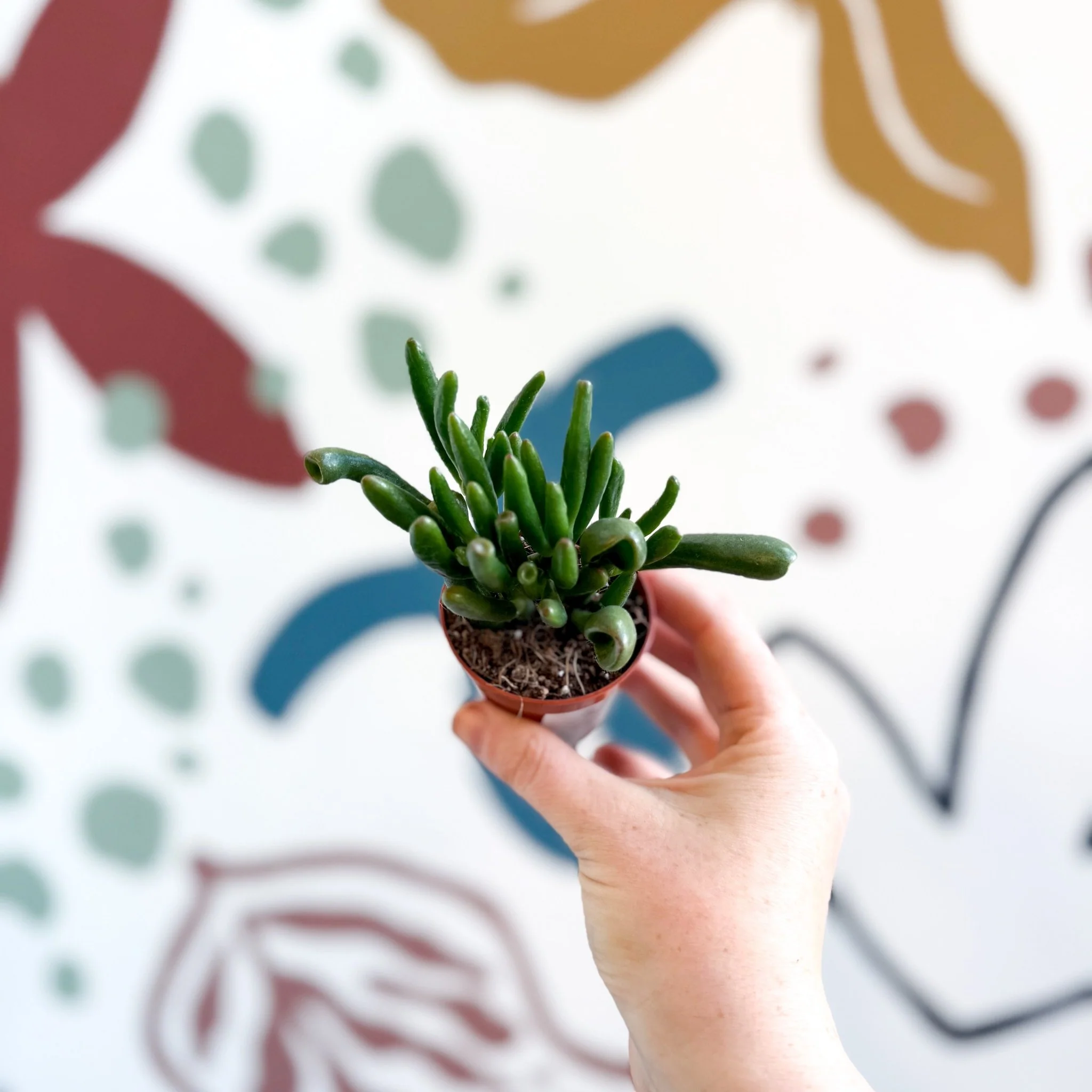 Crassula ovata 'Gollum' - Image 12