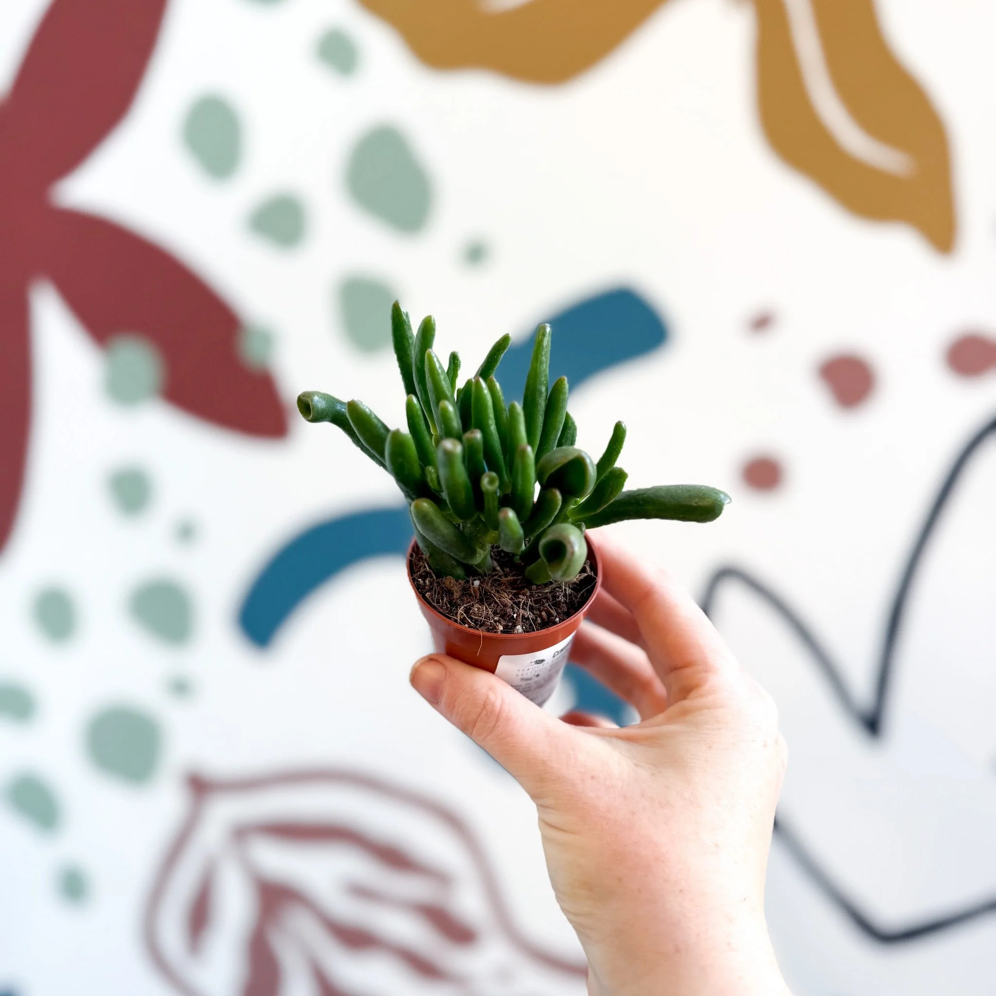 Crassula ovata 'Gollum' - Image 13