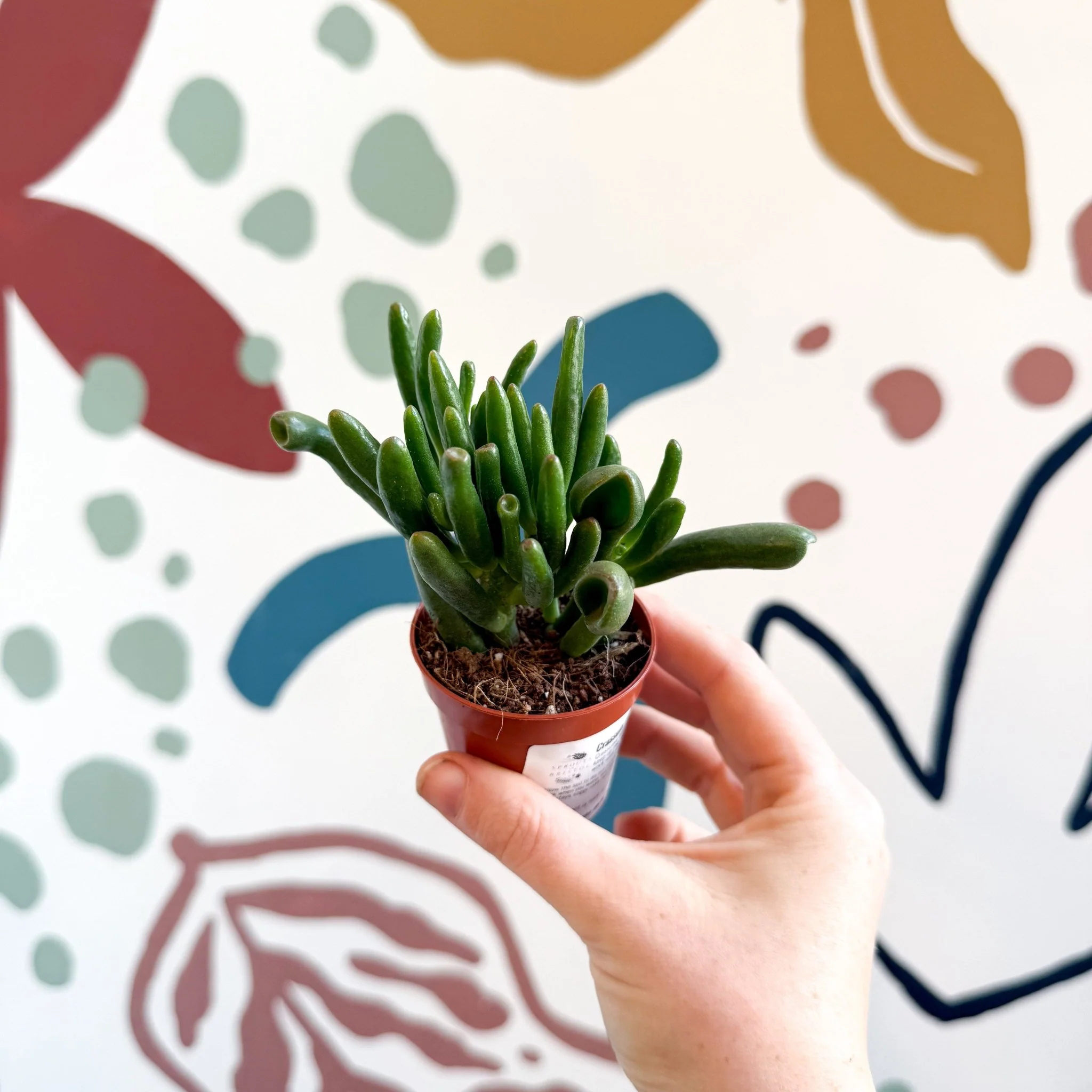 Crassula ovata 'Gollum' - Image 14