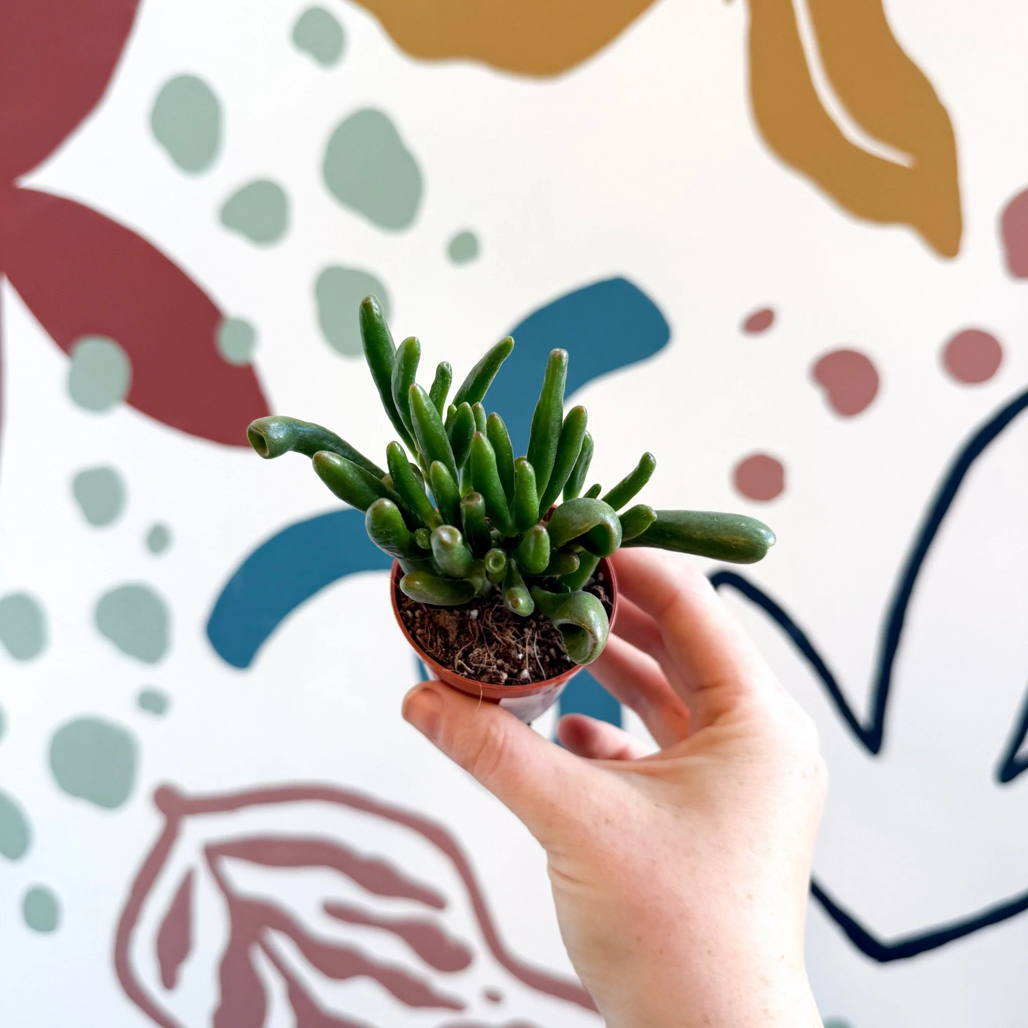 Crassula ovata 'Gollum' - Image 15