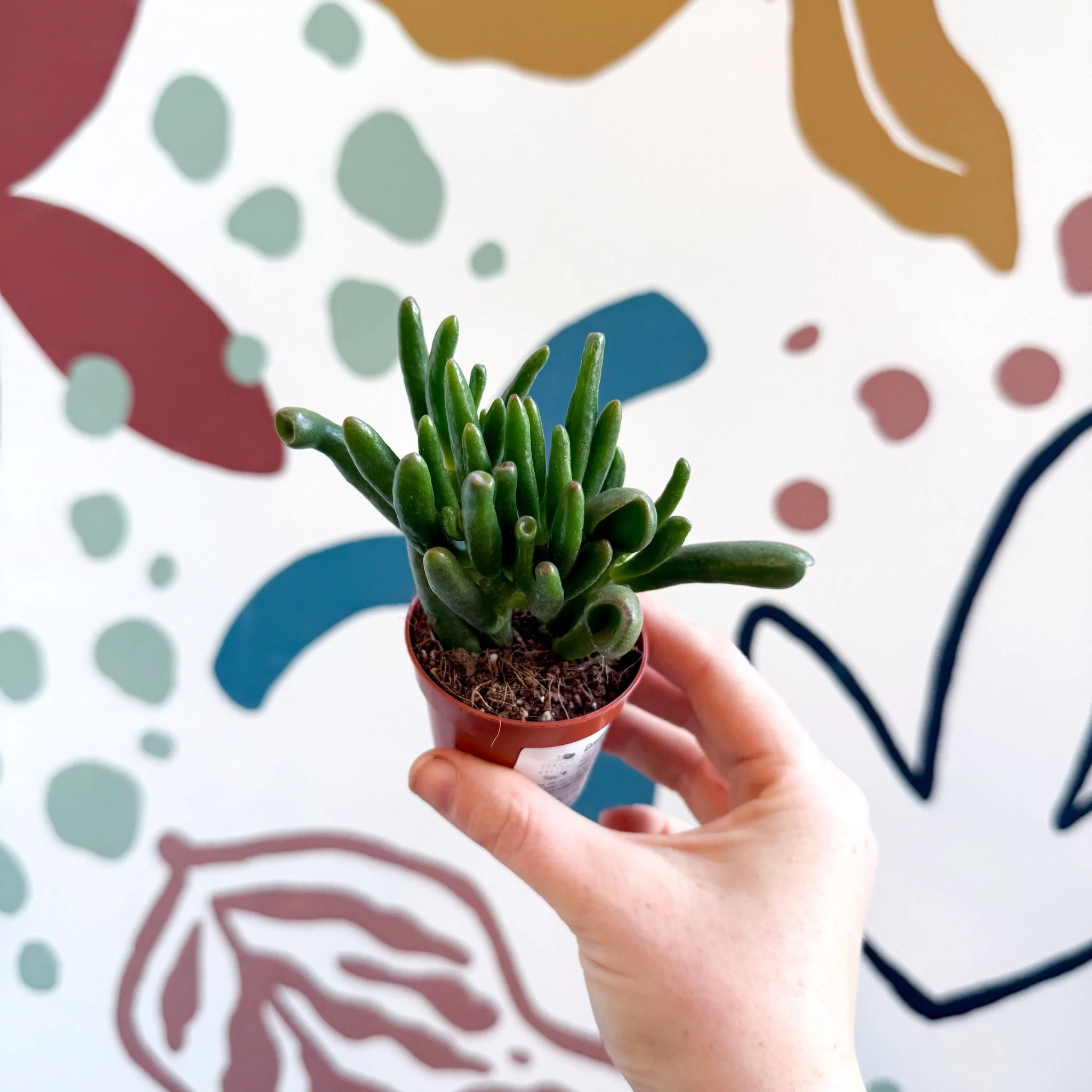 Crassula ovata 'Gollum' - Image 16