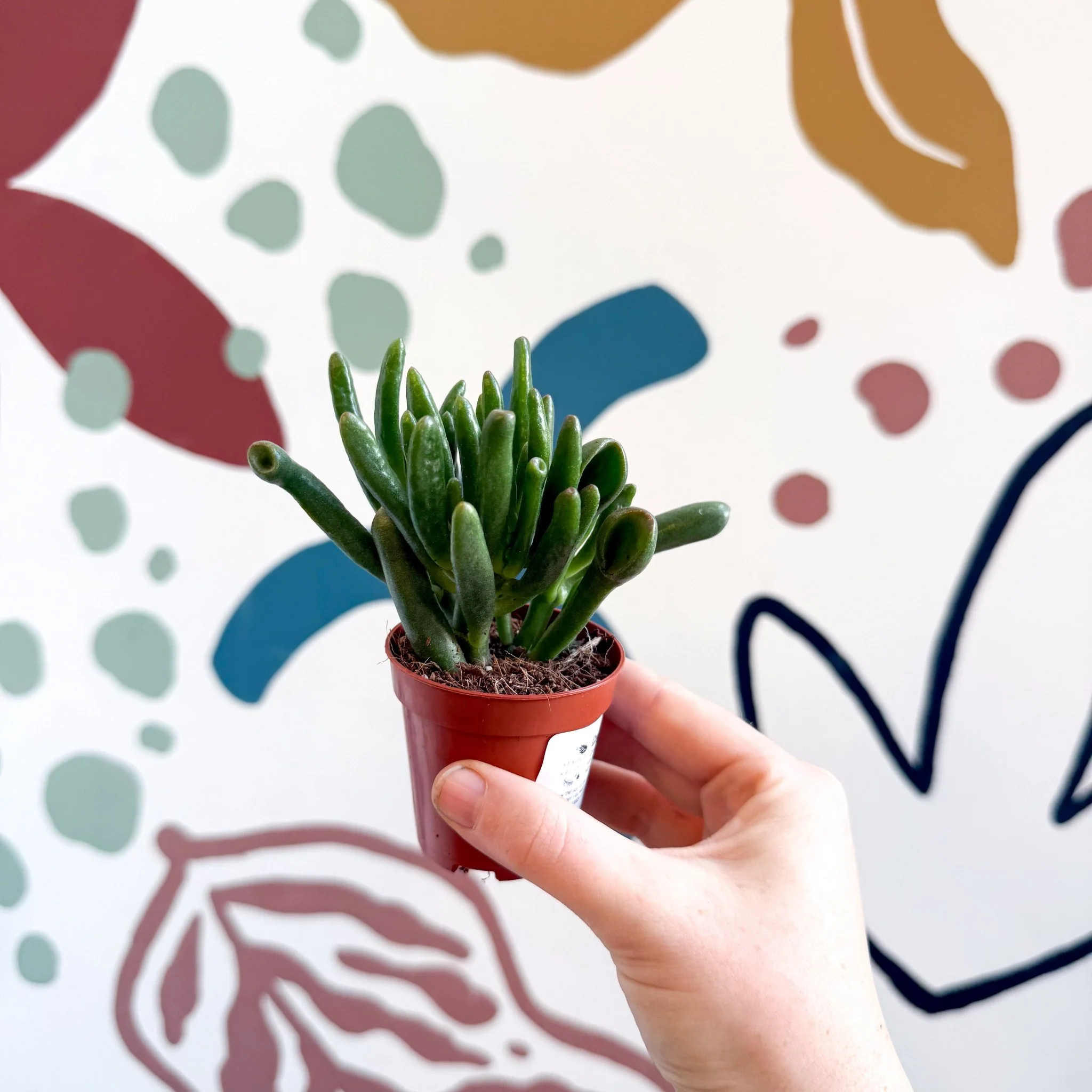 Crassula ovata 'Gollum' - Image 17