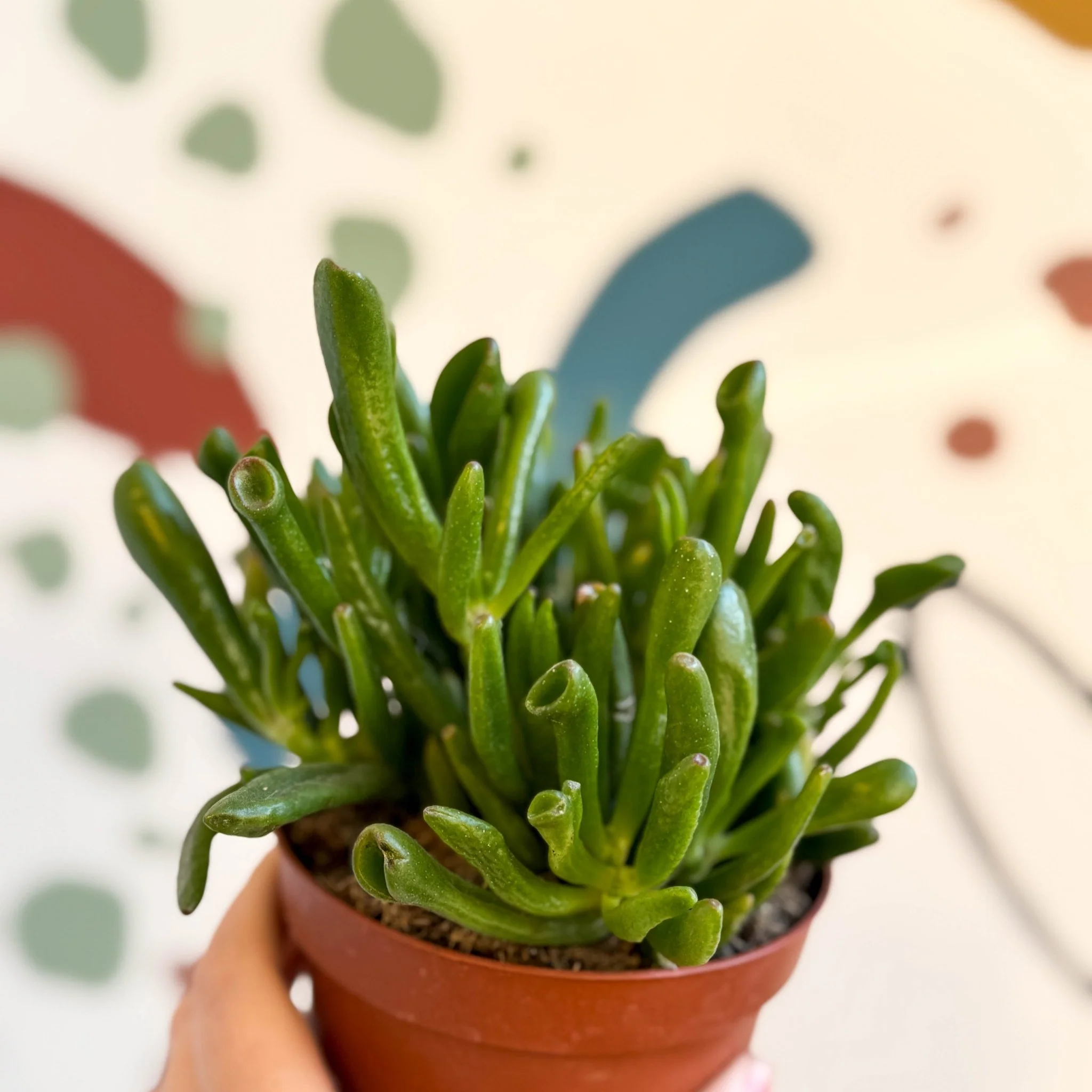 Crassula ovata 'Gollum' - Image 2