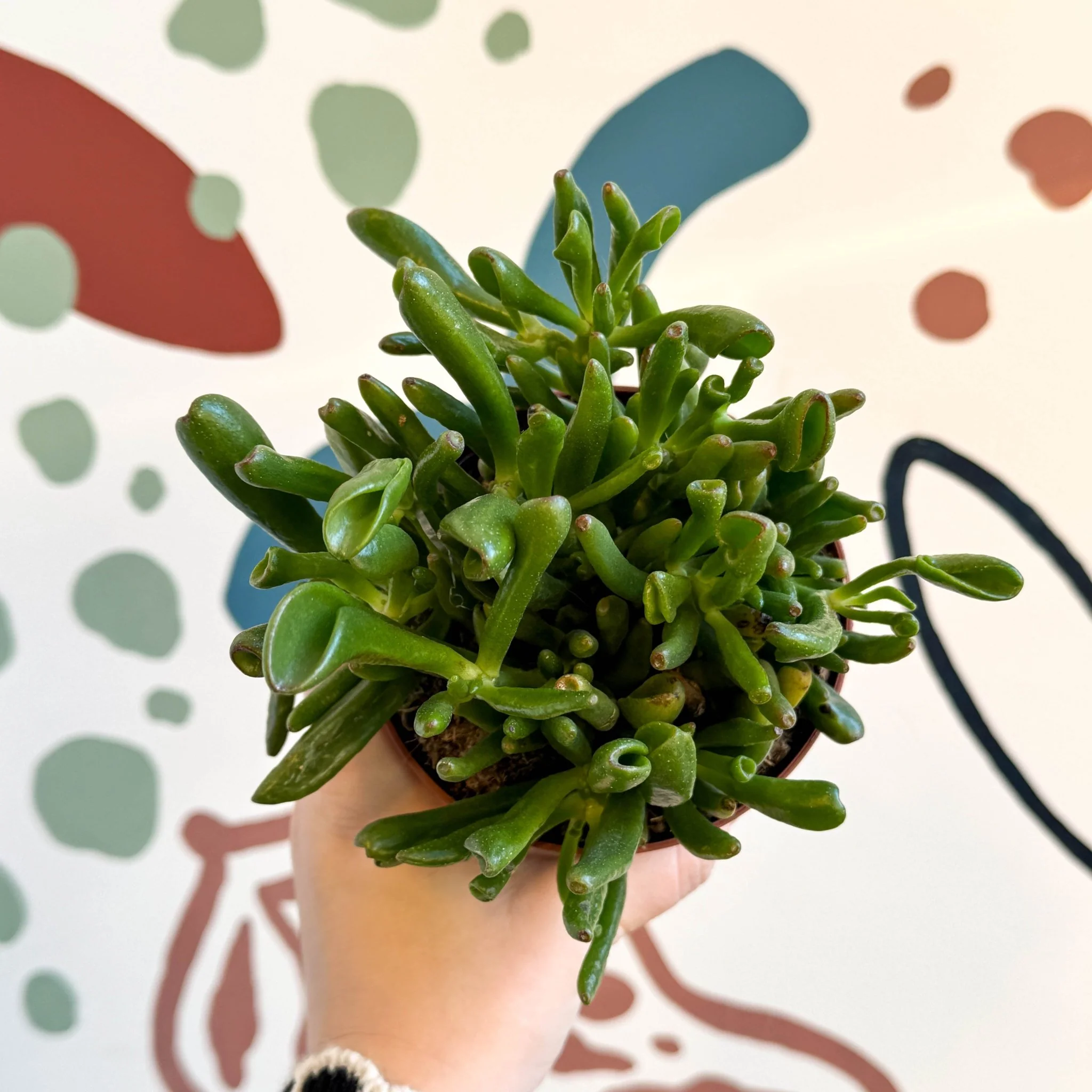 Crassula ovata 'Gollum' - Image 3