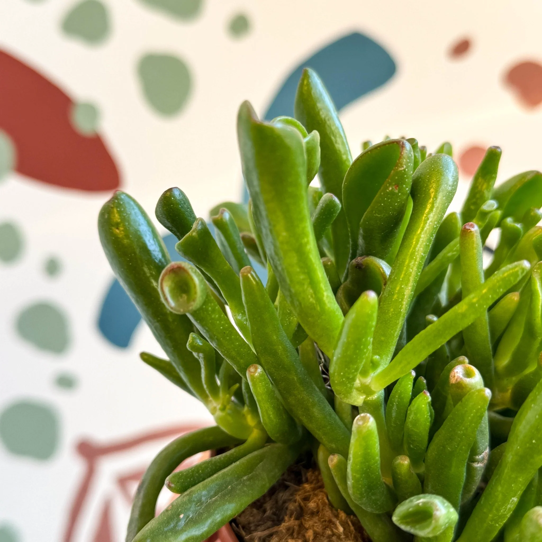 Crassula ovata 'Gollum' - Image 4