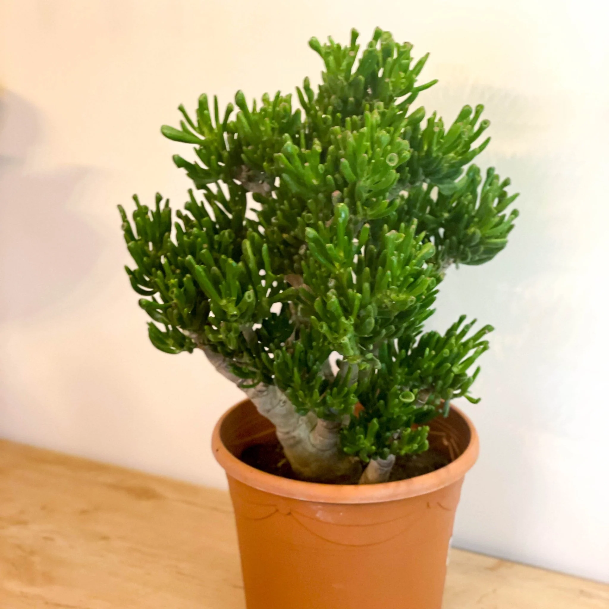 Crassula ovata 'Gollum' - Image 5