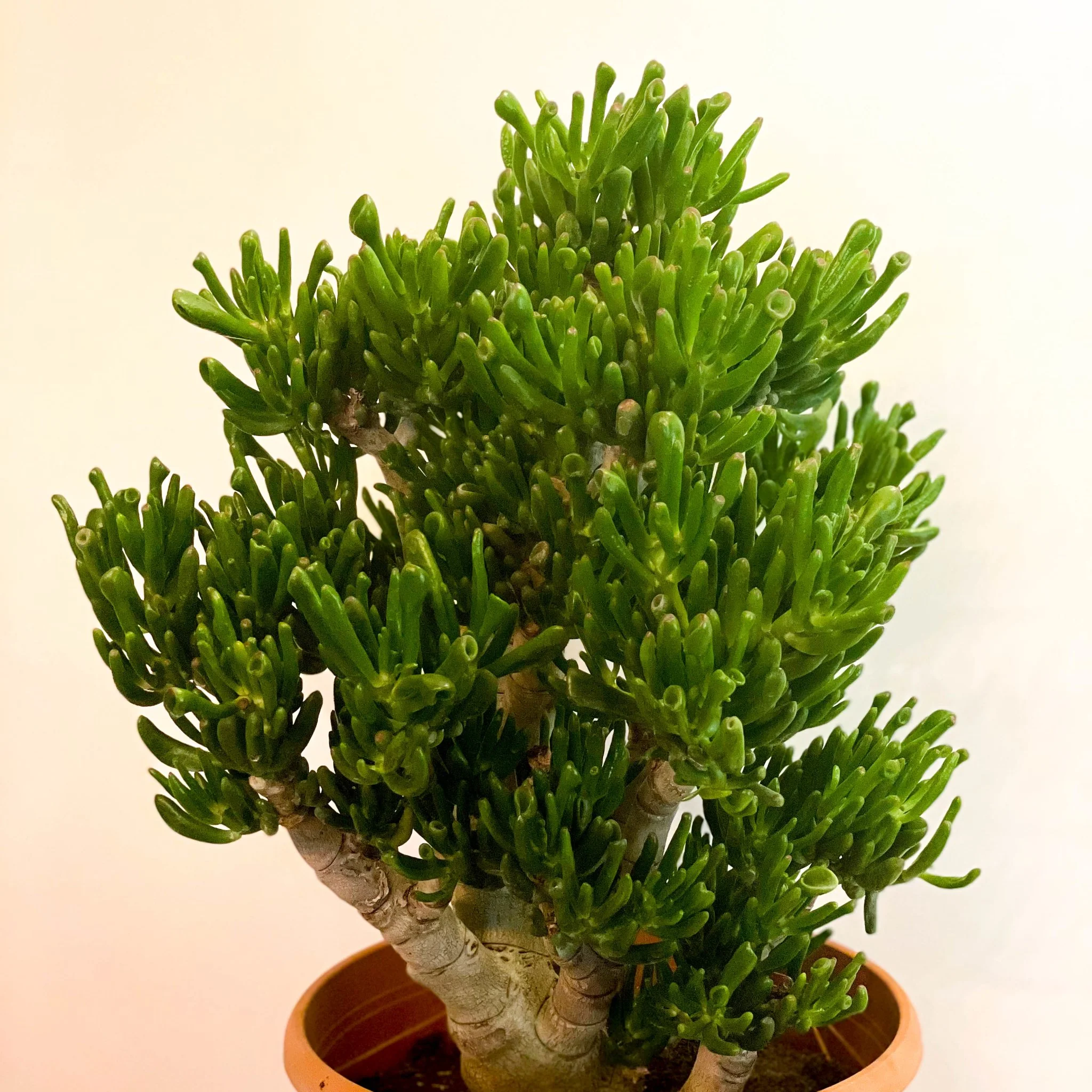Crassula ovata 'Gollum' - Image 6
