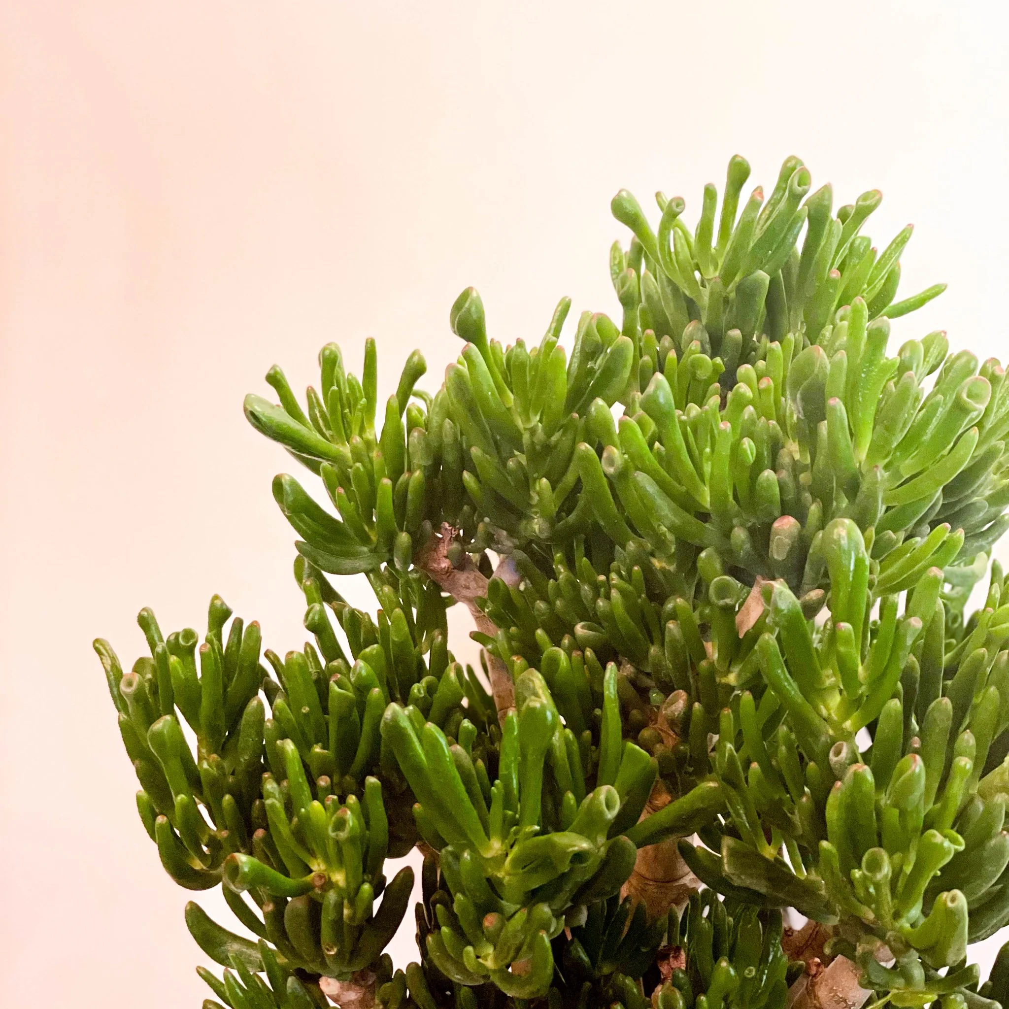 Crassula ovata 'Gollum' - Image 7