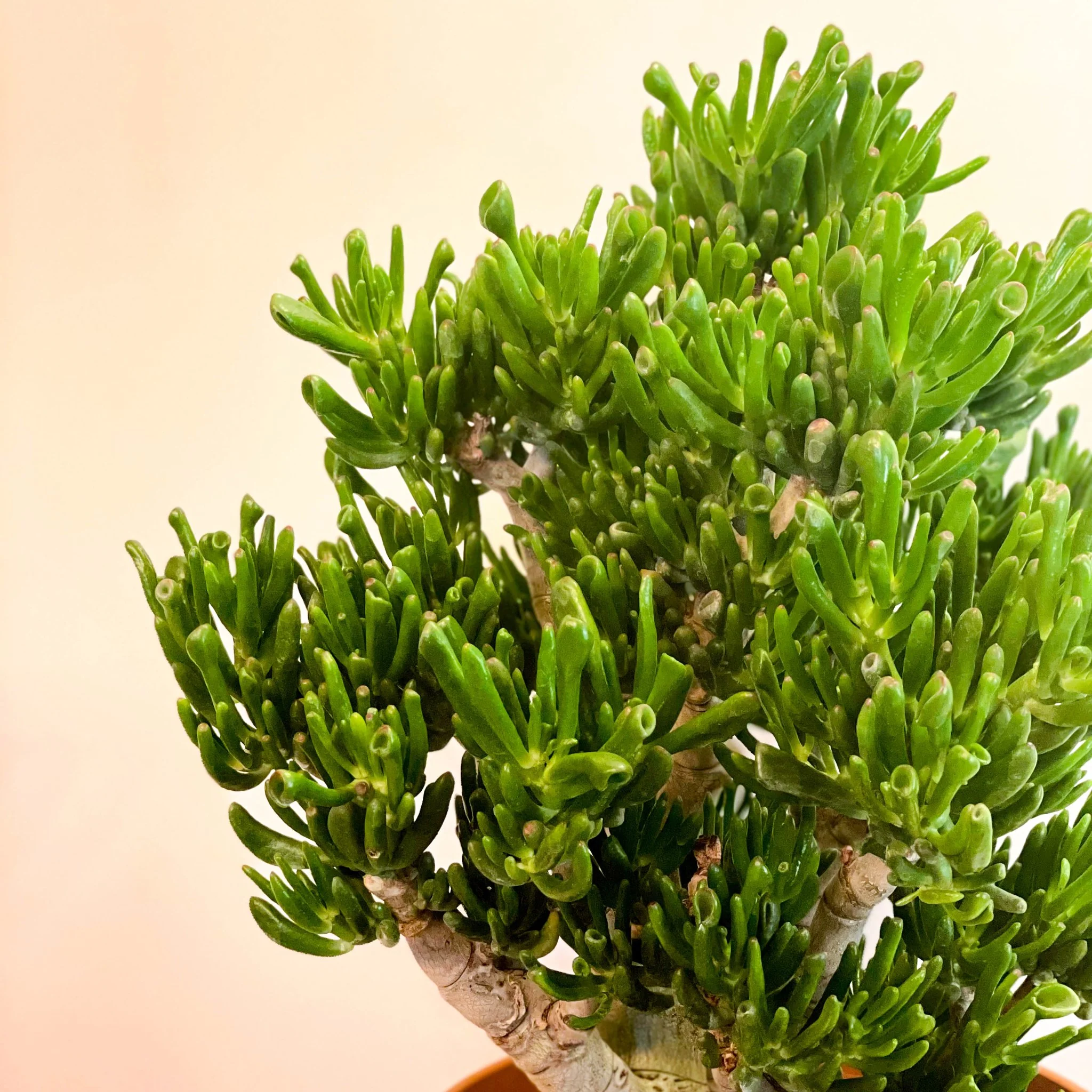 Crassula ovata 'Gollum' - Image 8