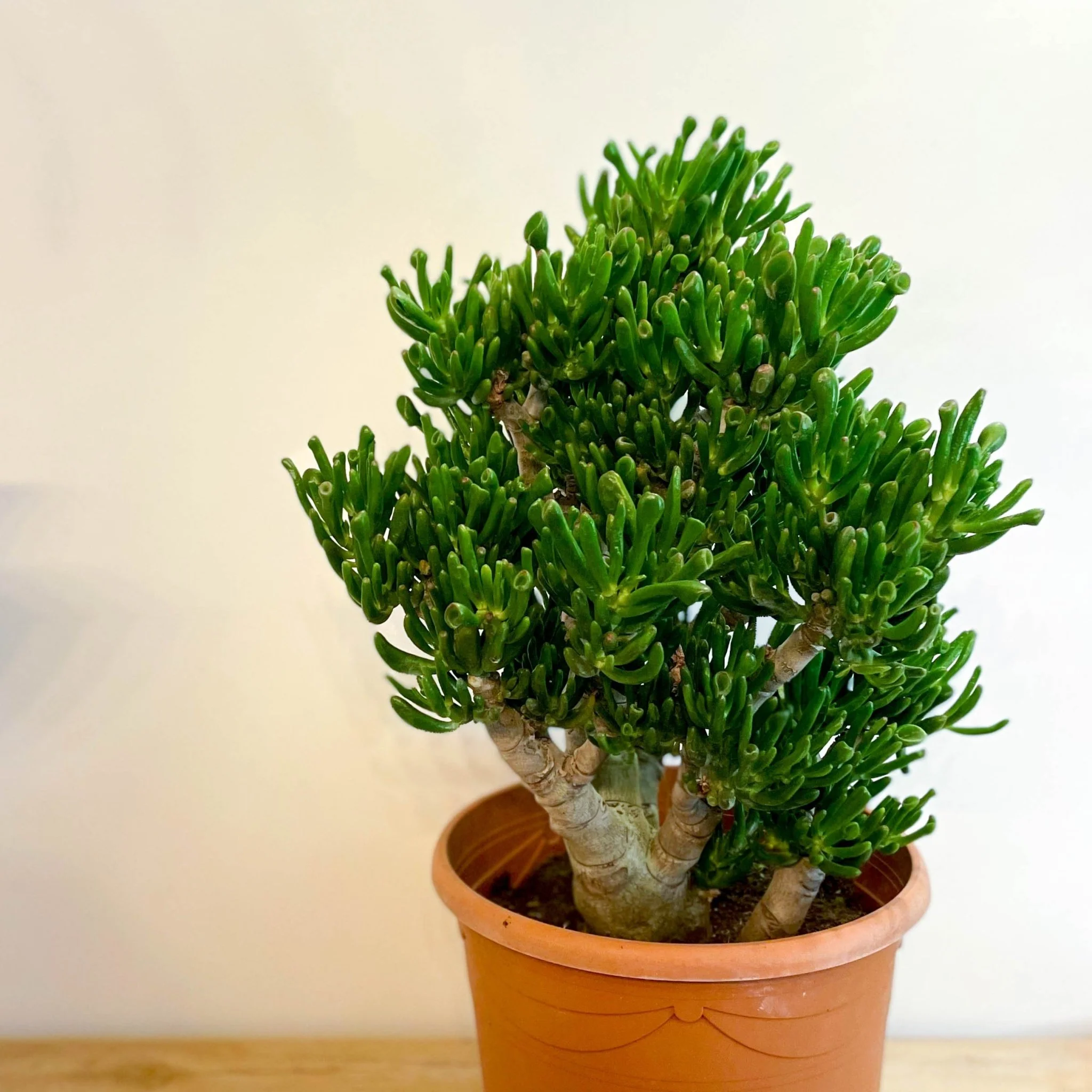 Crassula ovata 'Gollum' - Image 9