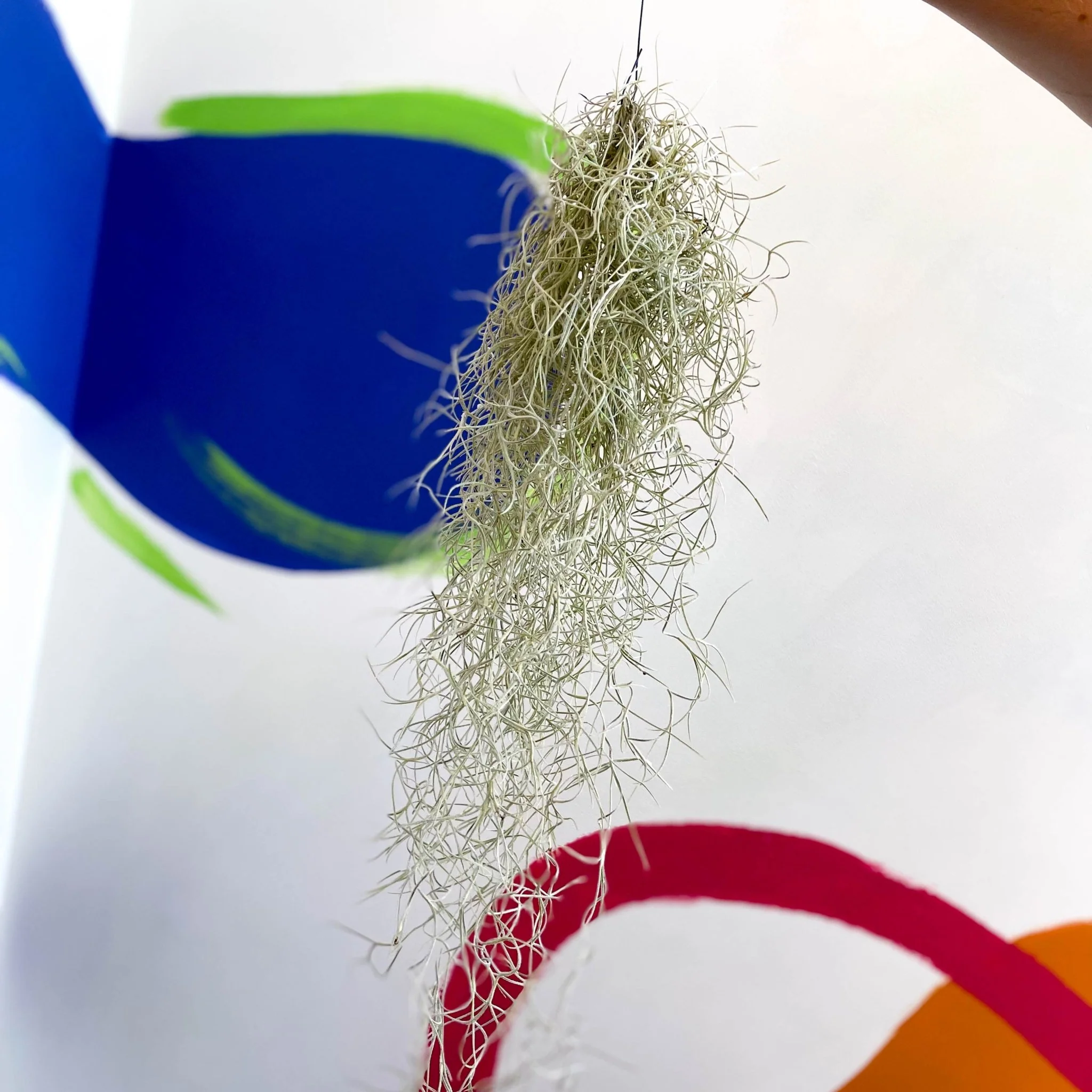 Tillandsia usneoides - Spanish Moss - Image 3