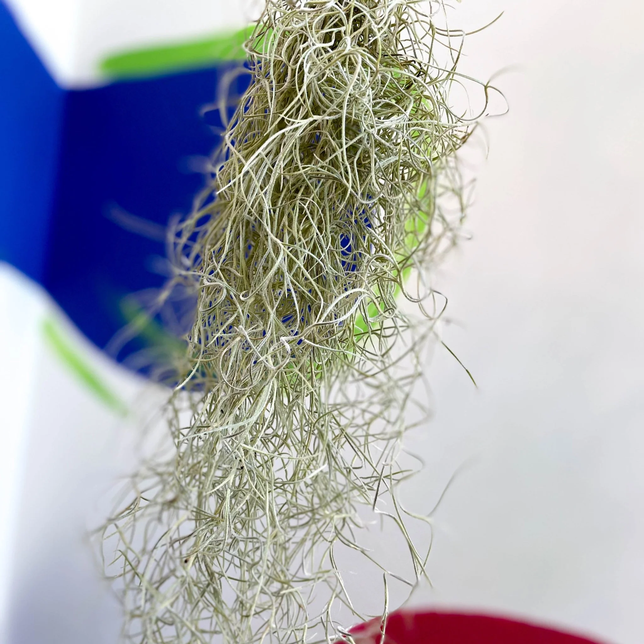 Tillandsia usneoides - Spanish Moss - Image 4