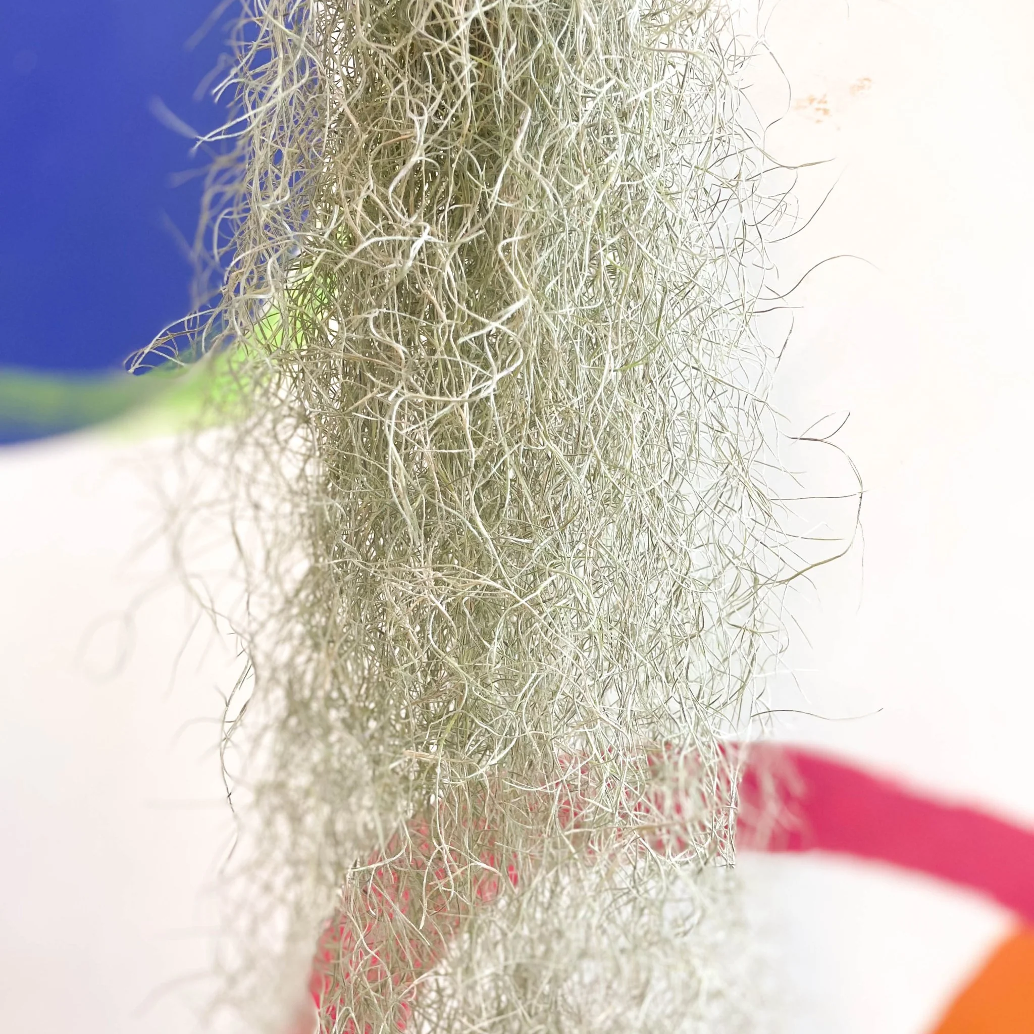 Tillandsia usneoides - Spanish Moss - Image 5