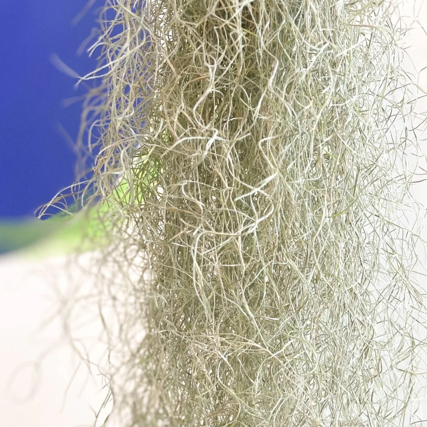 Tillandsia usneoides - Spanish Moss - Image 6