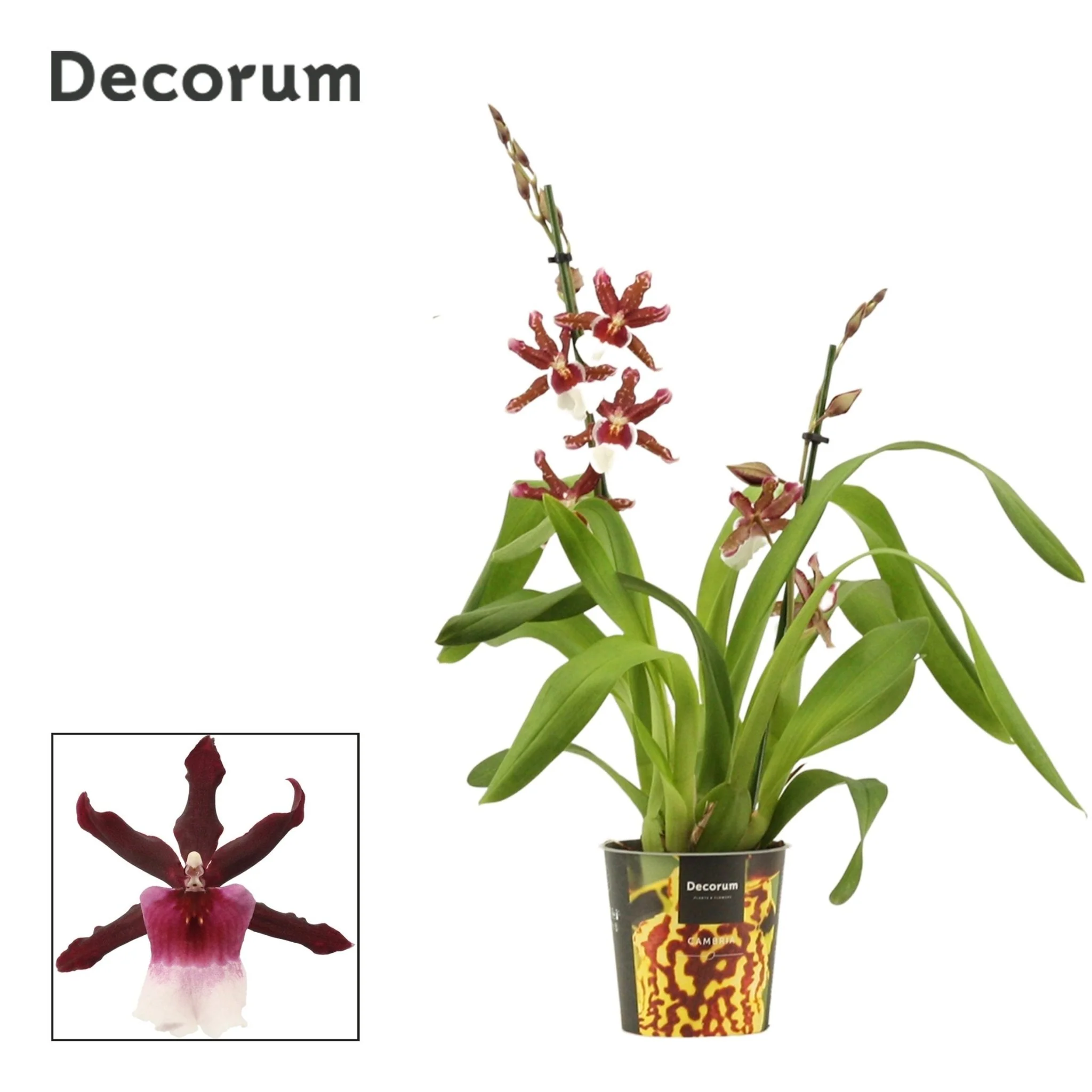 xMiltonidium 'Renaissance Grandeur' - Cambria Orchid