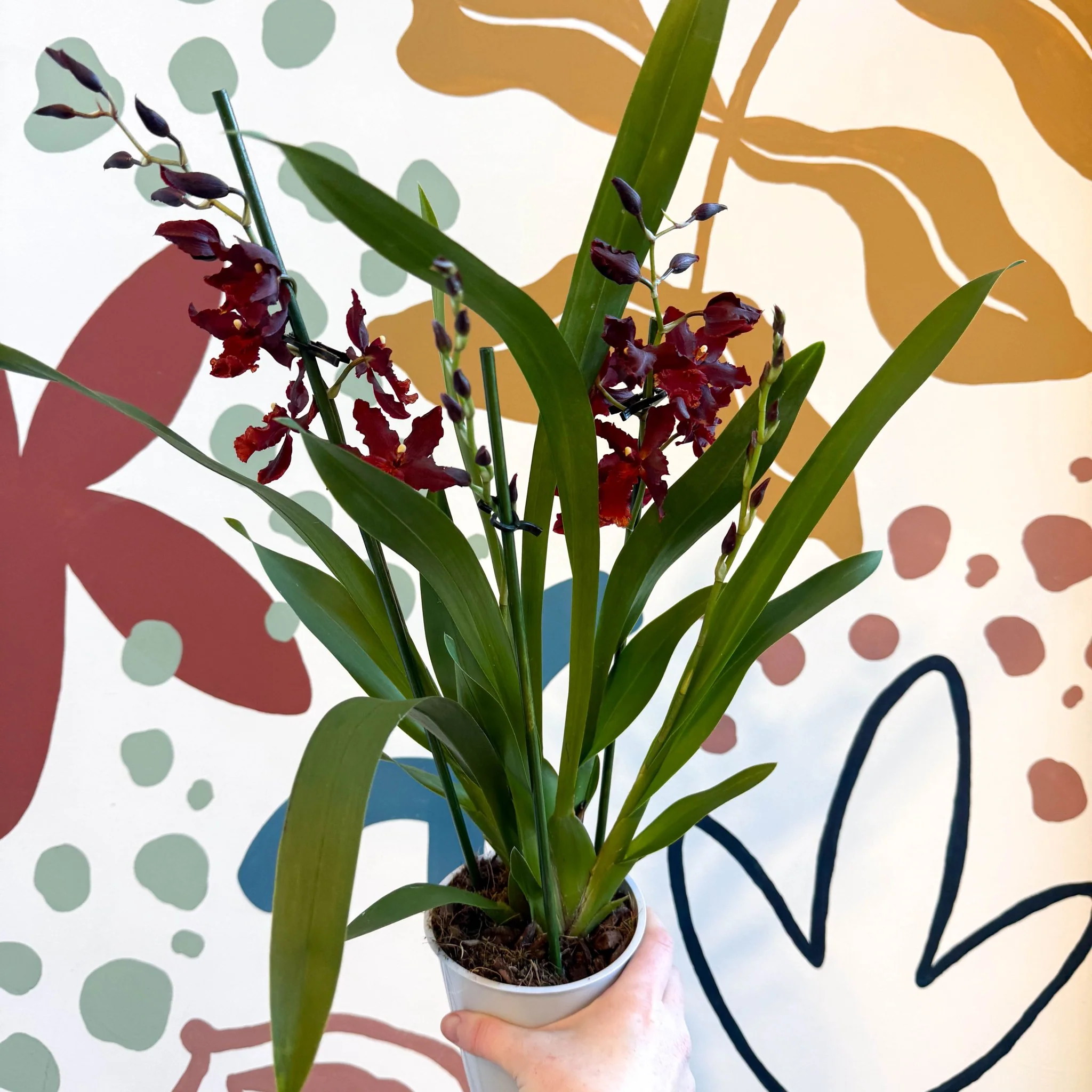 xOdontoglossum - Dark Red Cambria Hybrid Orchid - Image 10