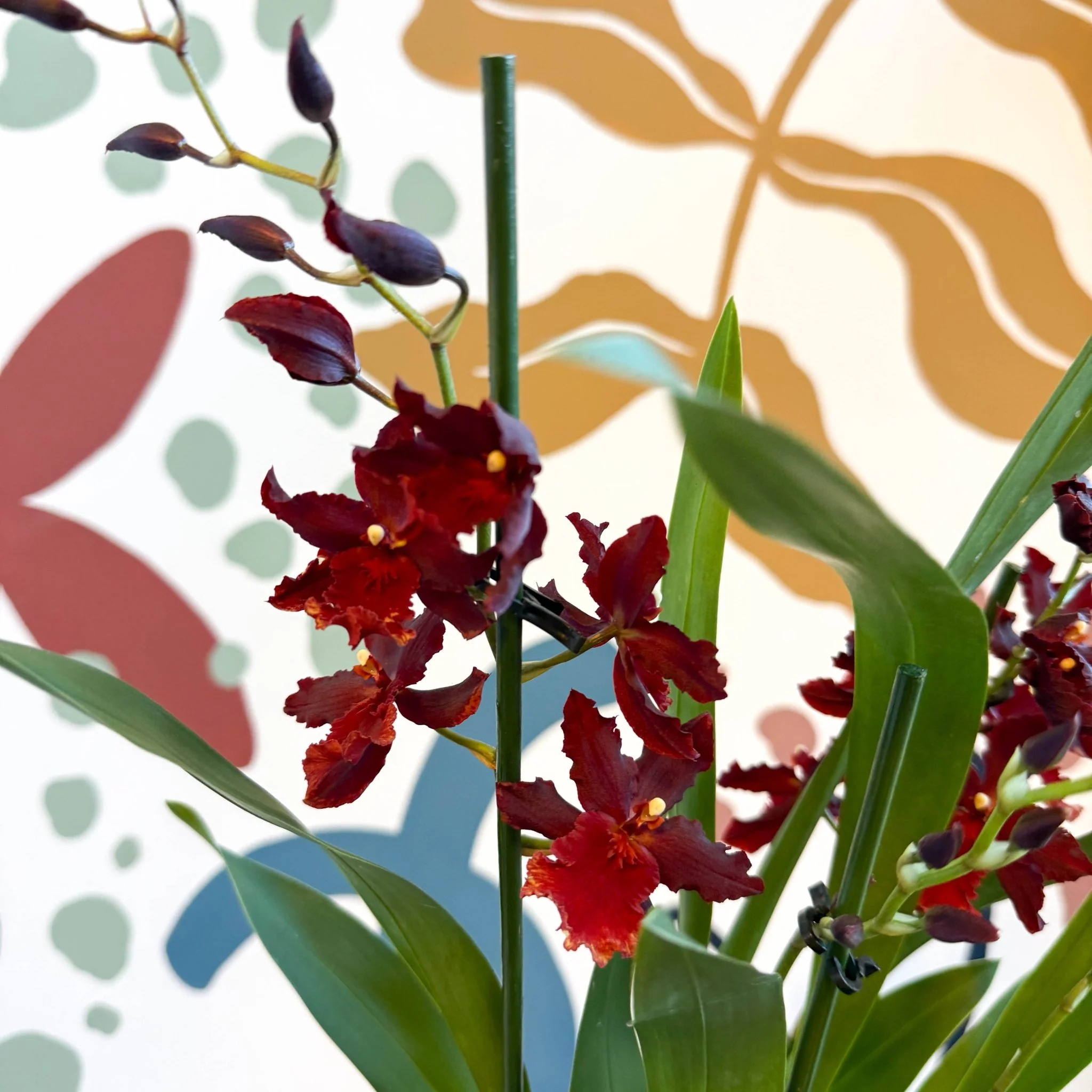 xOdontoglossum - Dark Red Cambria Hybrid Orchid - Image 11