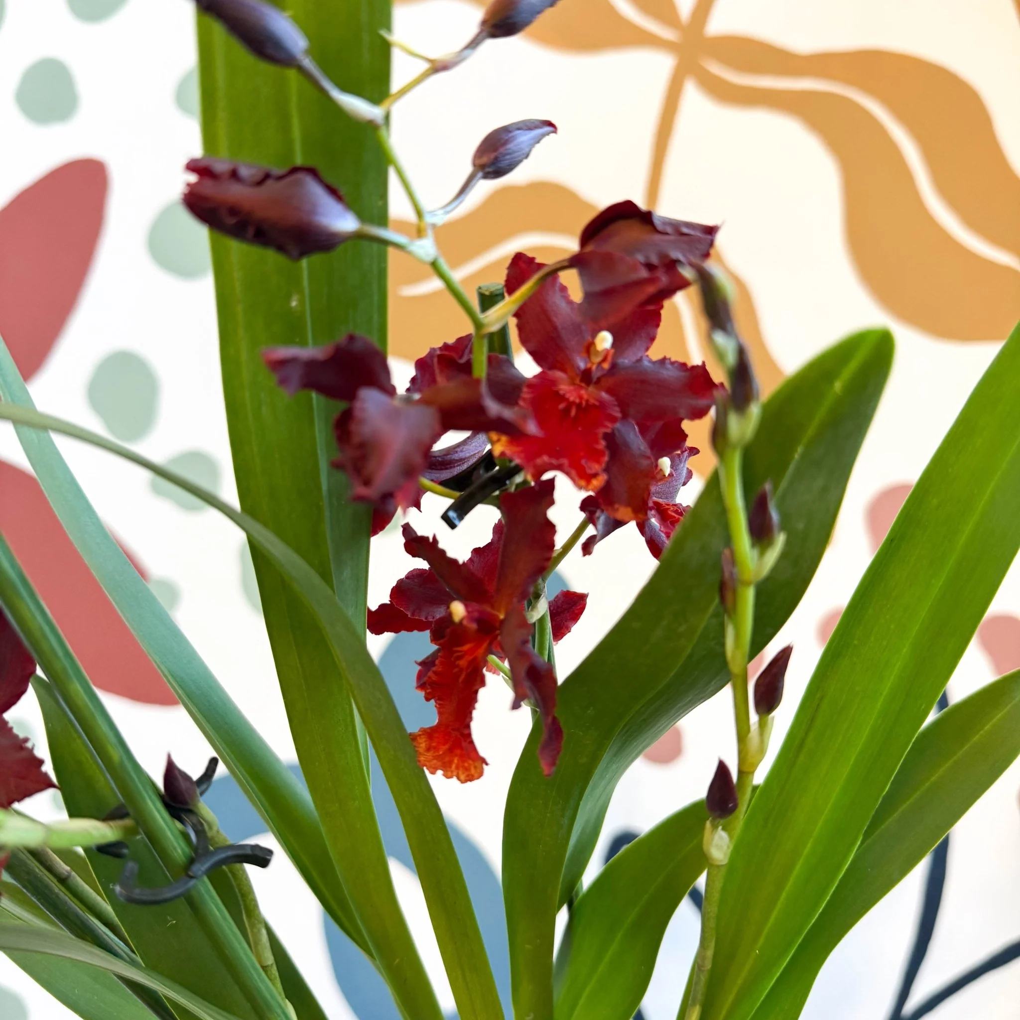 xOdontoglossum - Dark Red Cambria Hybrid Orchid - Image 12