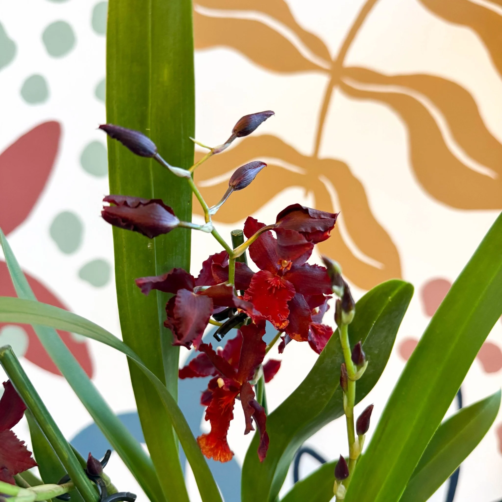 xOdontoglossum - Dark Red Cambria Hybrid Orchid - Image 13