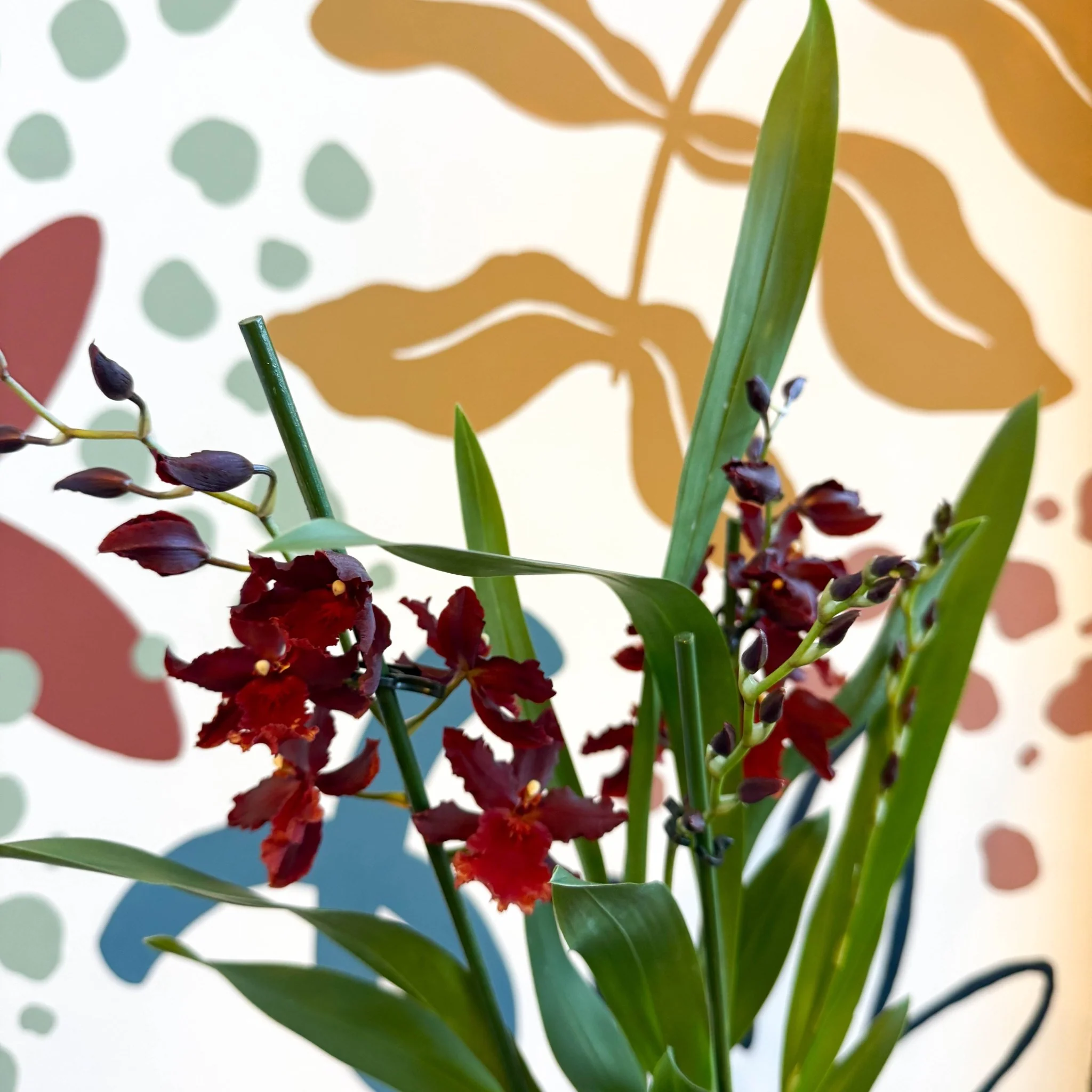 xOdontoglossum - Dark Red Cambria Hybrid Orchid - Image 14