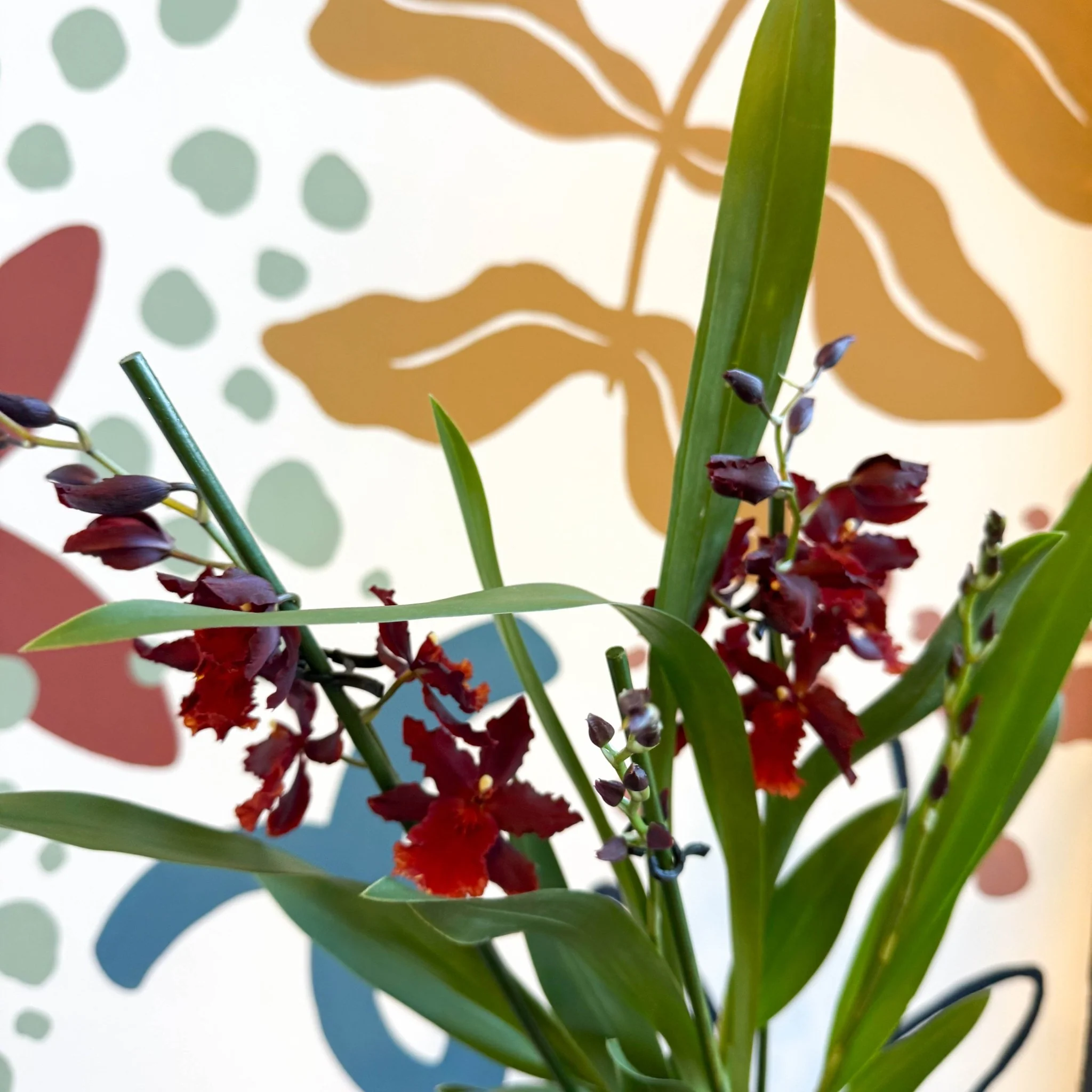 xOdontoglossum - Dark Red Cambria Hybrid Orchid - Image 16
