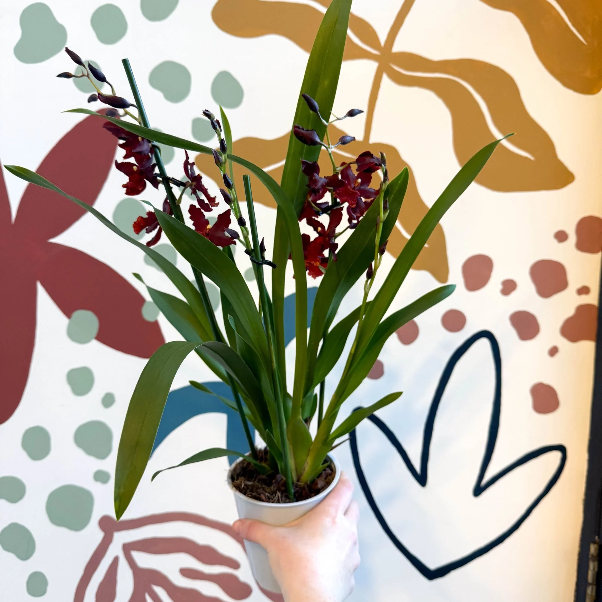xOdontoglossum - Dark Red Cambria Hybrid Orchid - Image 2