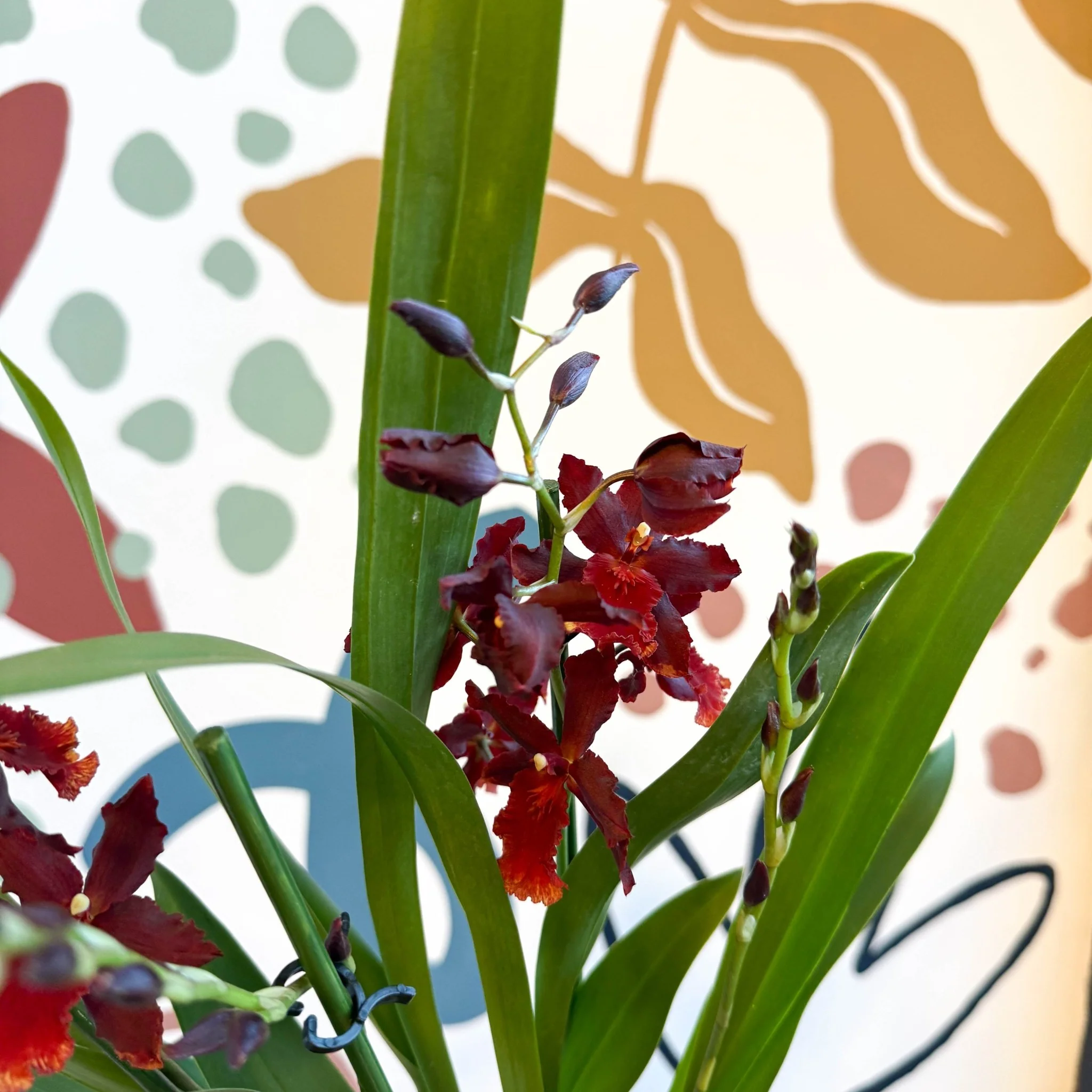 xOdontoglossum - Dark Red Cambria Hybrid Orchid - Image 3