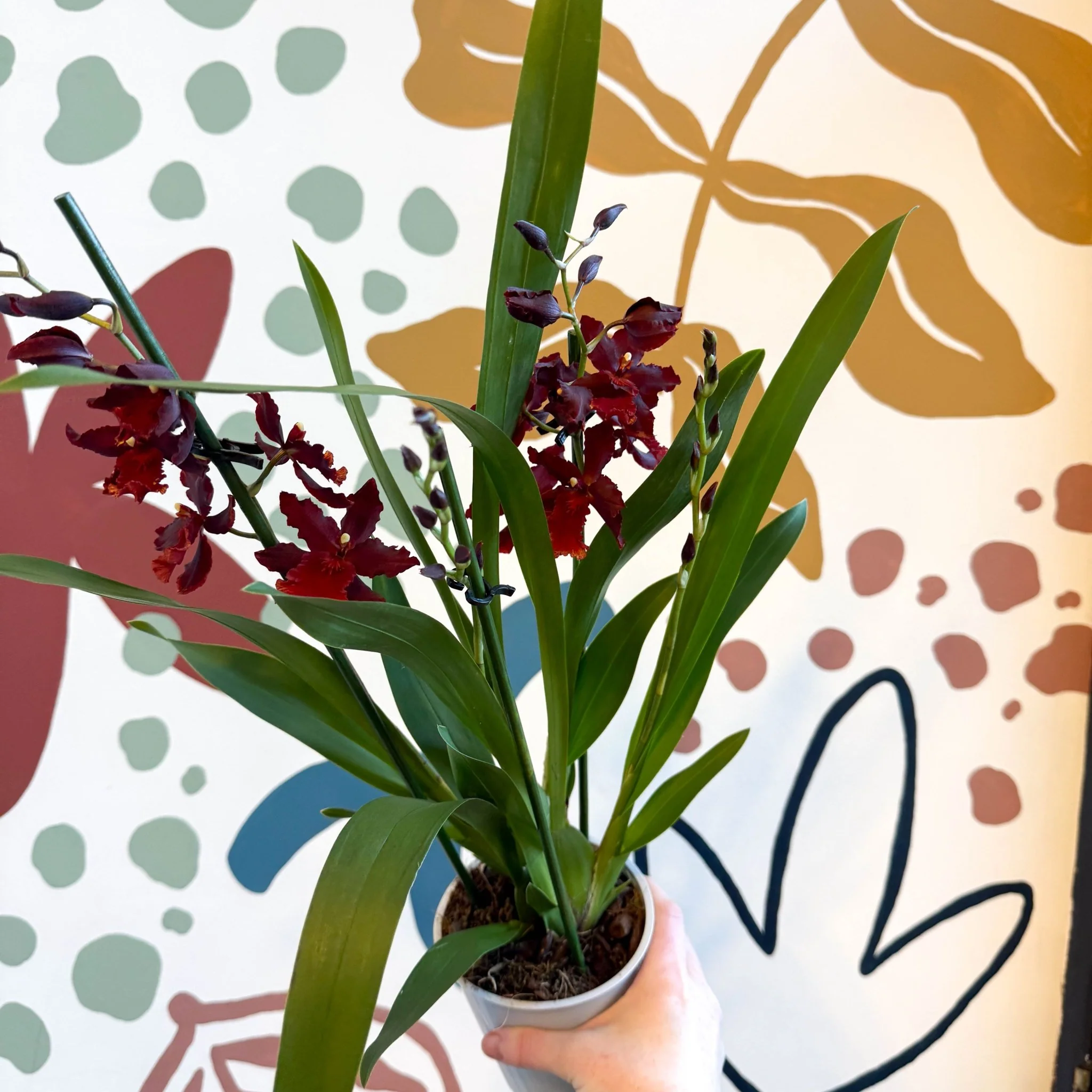 xOdontoglossum - Dark Red Cambria Hybrid Orchid - Image 4