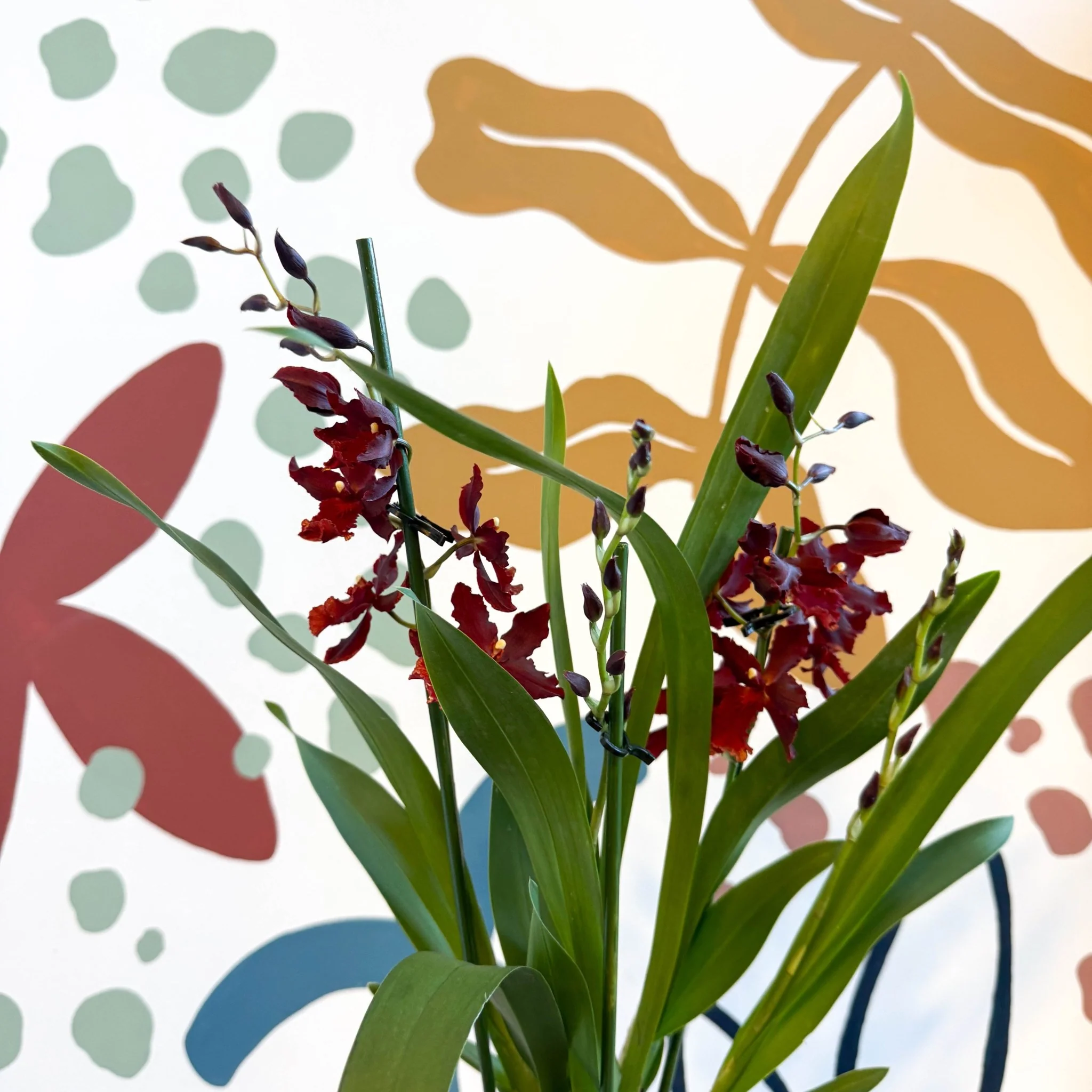 xOdontoglossum - Dark Red Cambria Hybrid Orchid - Image 5