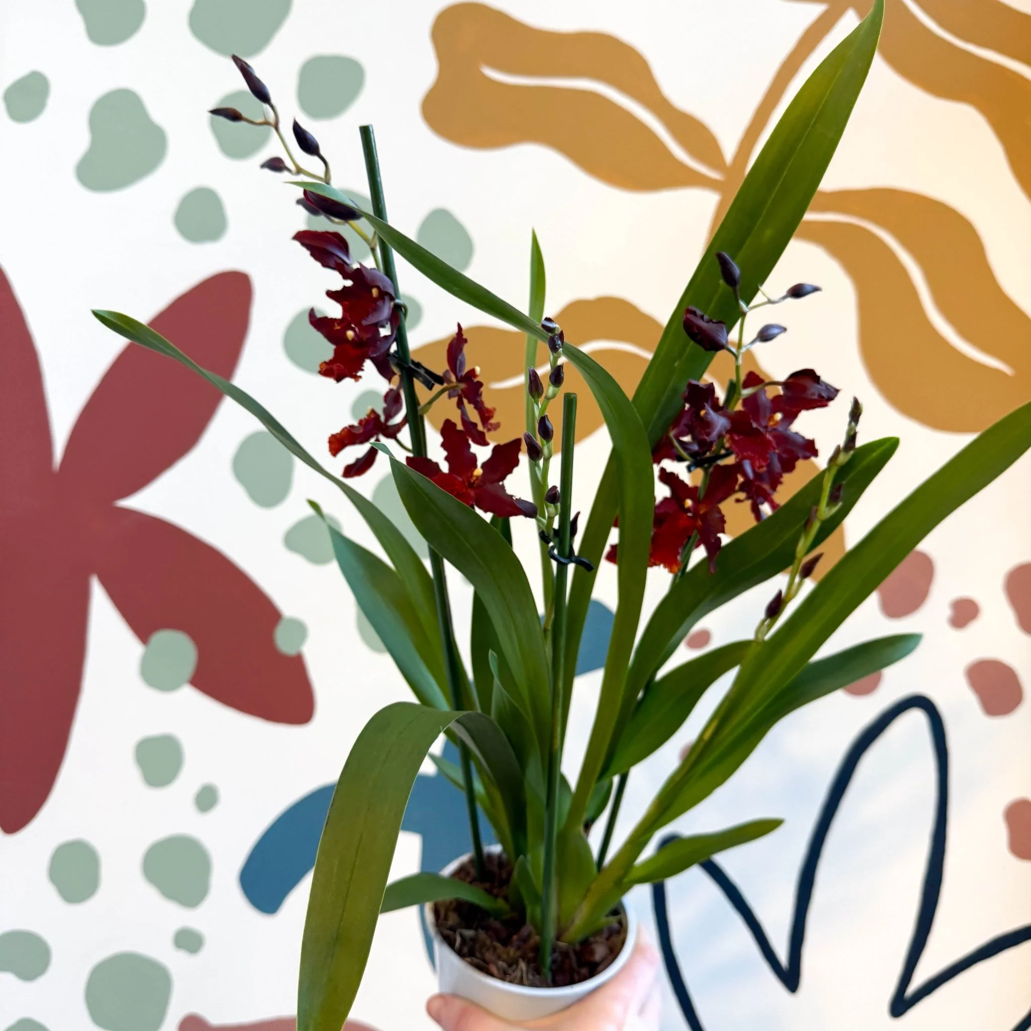 xOdontoglossum - Dark Red Cambria Hybrid Orchid - Image 6