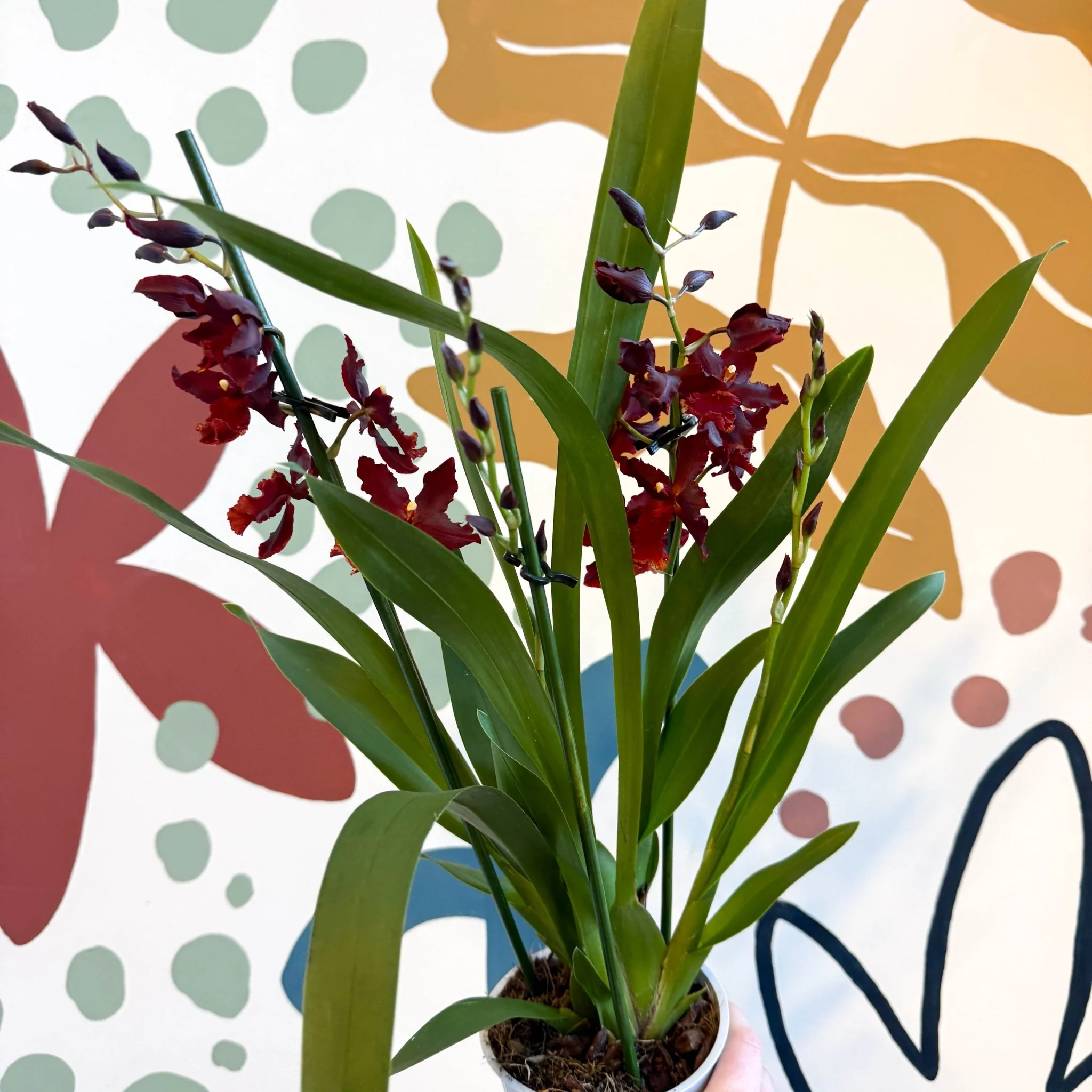 xOdontoglossum - Dark Red Cambria Hybrid Orchid - Image 7
