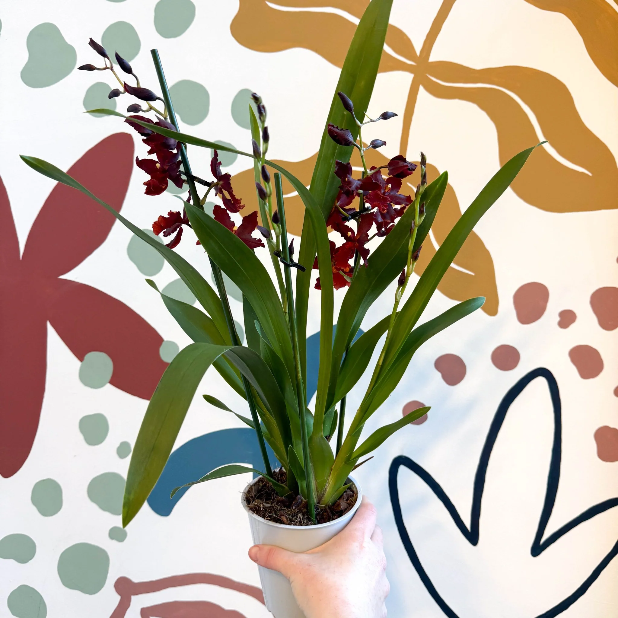 xOdontoglossum - Dark Red Cambria Hybrid Orchid - Image 8
