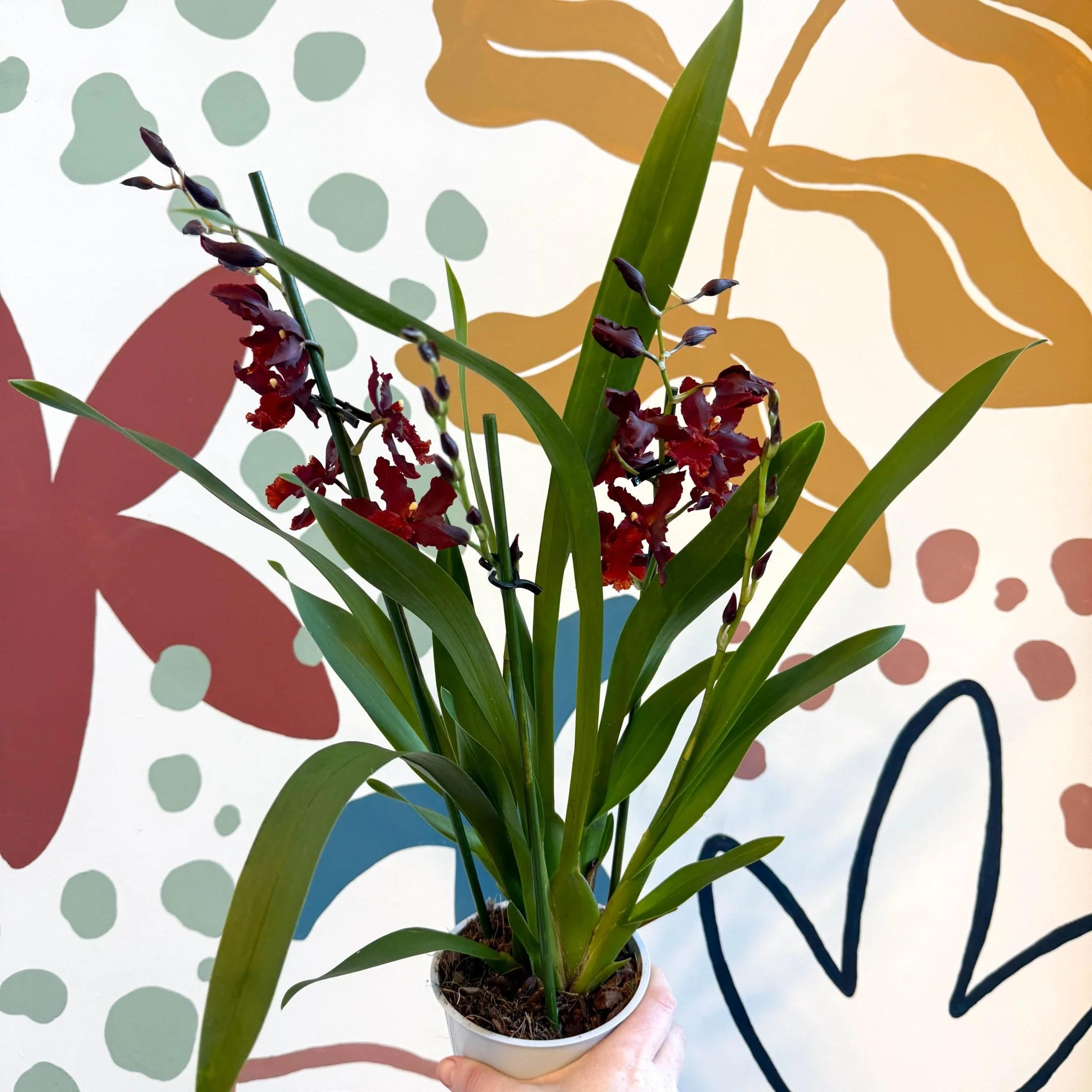 xOdontoglossum - Dark Red Cambria Hybrid Orchid - Image 9