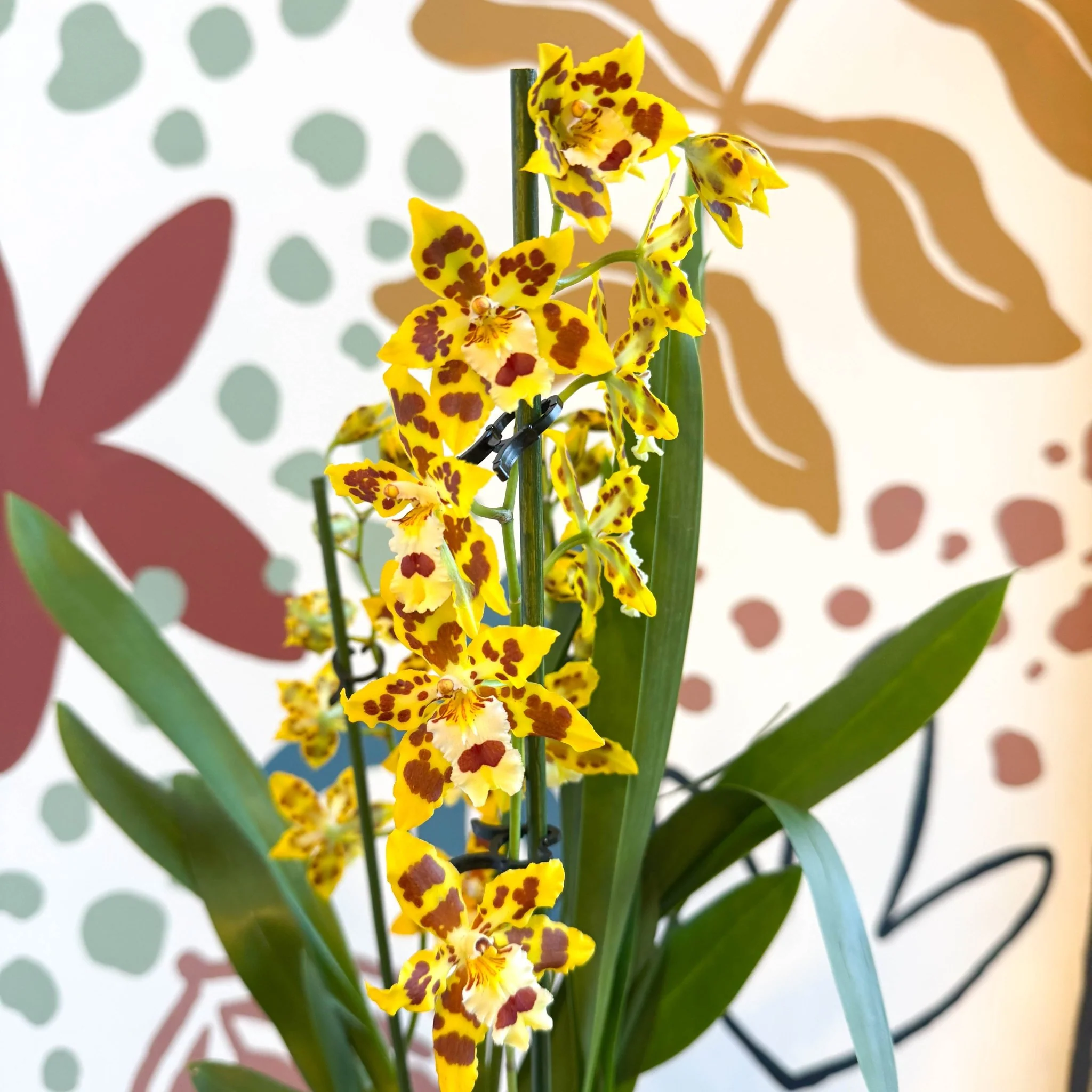 xOdontoglossum - Cambria Hybrid Orchid 'Remember Burkhard Holm' - Image 10
