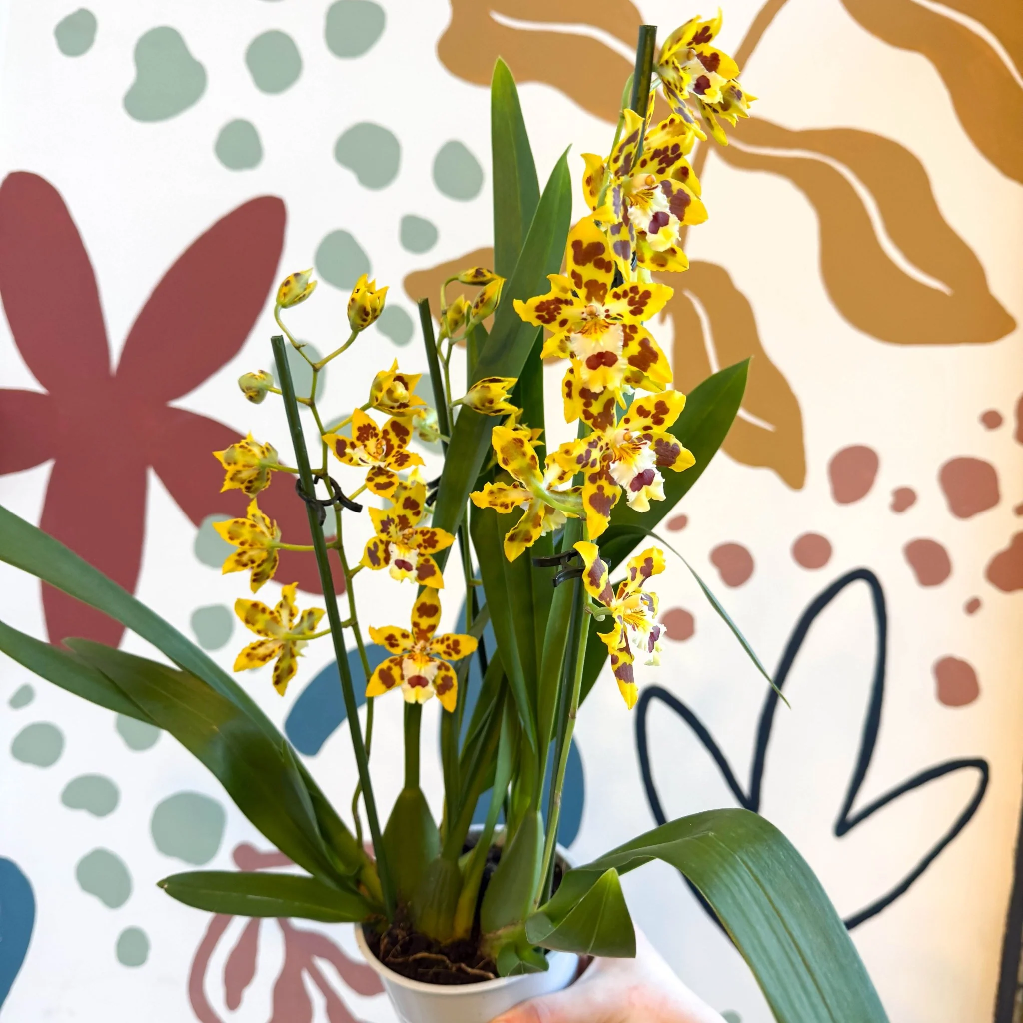 xOdontoglossum - Cambria Hybrid Orchid 'Remember Burkhard Holm' - Image 14