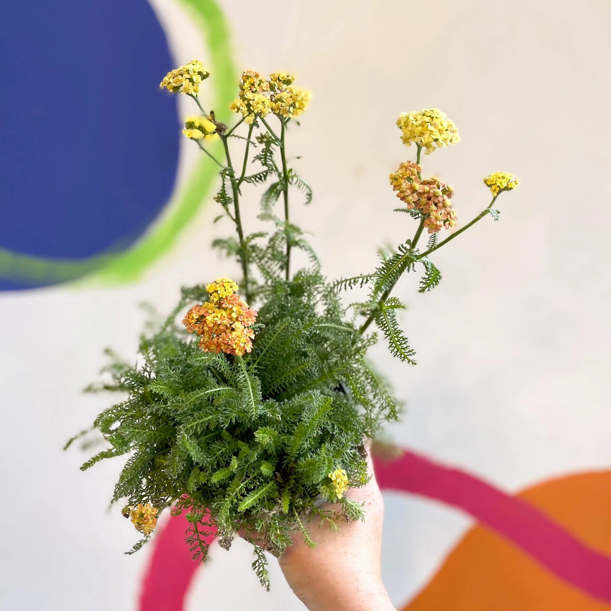 Yarrow - Achillea millefolium 'Desert Eve Terracotta' - British Grown Herbaceous Perennial