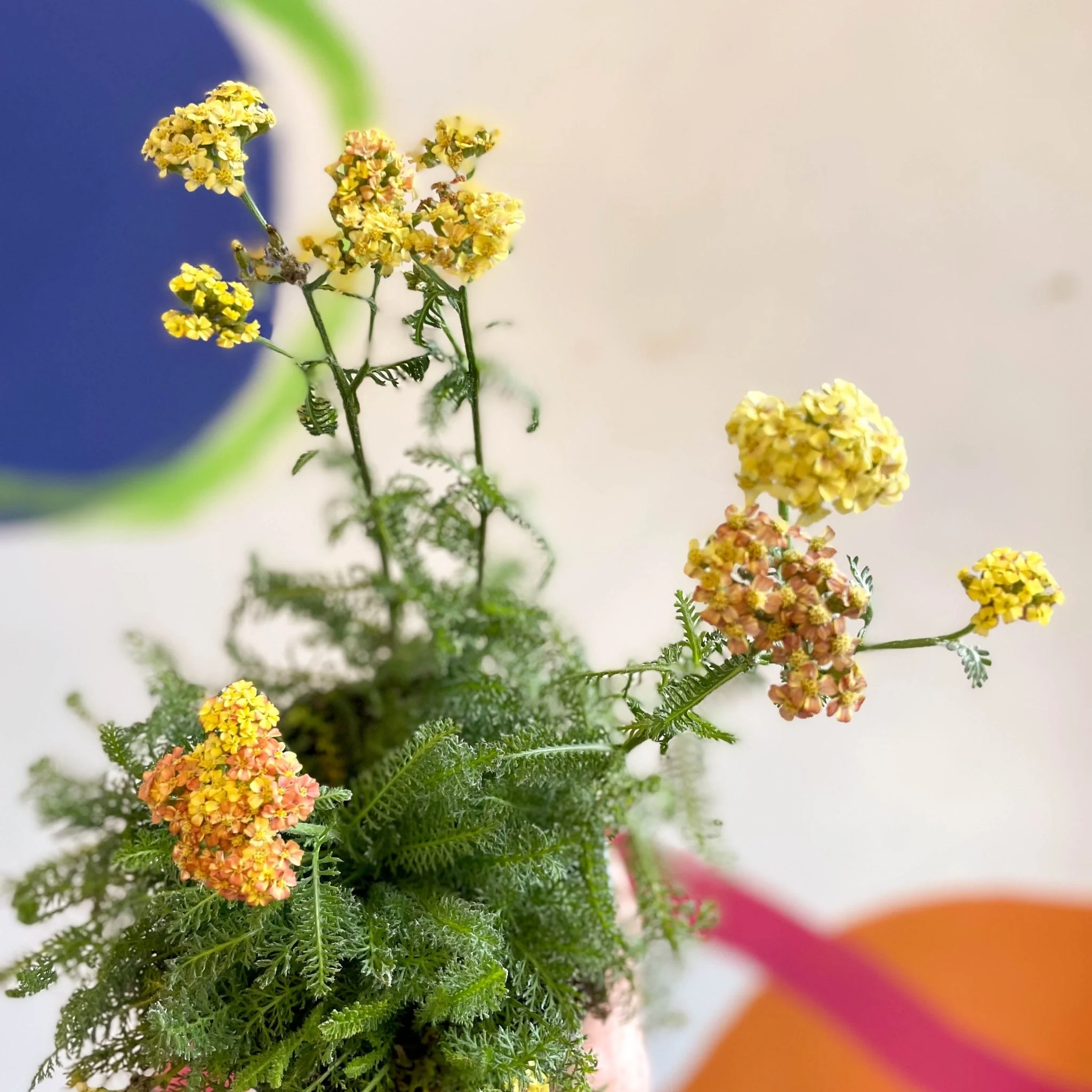 Yarrow - Achillea millefolium 'Desert Eve Terracotta' - British Grown Herbaceous Perennial - Image 10