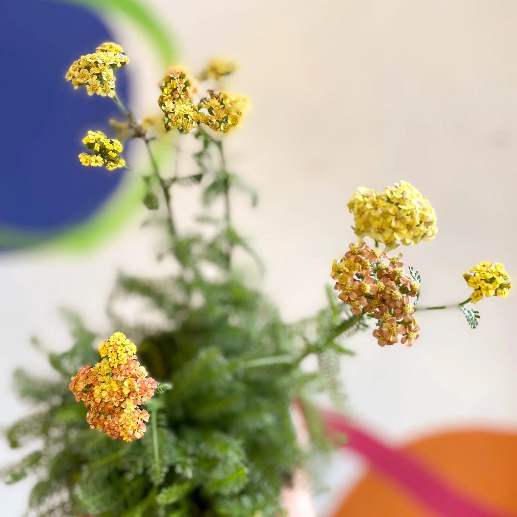 Yarrow - Achillea millefolium 'Desert Eve Terracotta' - British Grown Herbaceous Perennial - Image 11