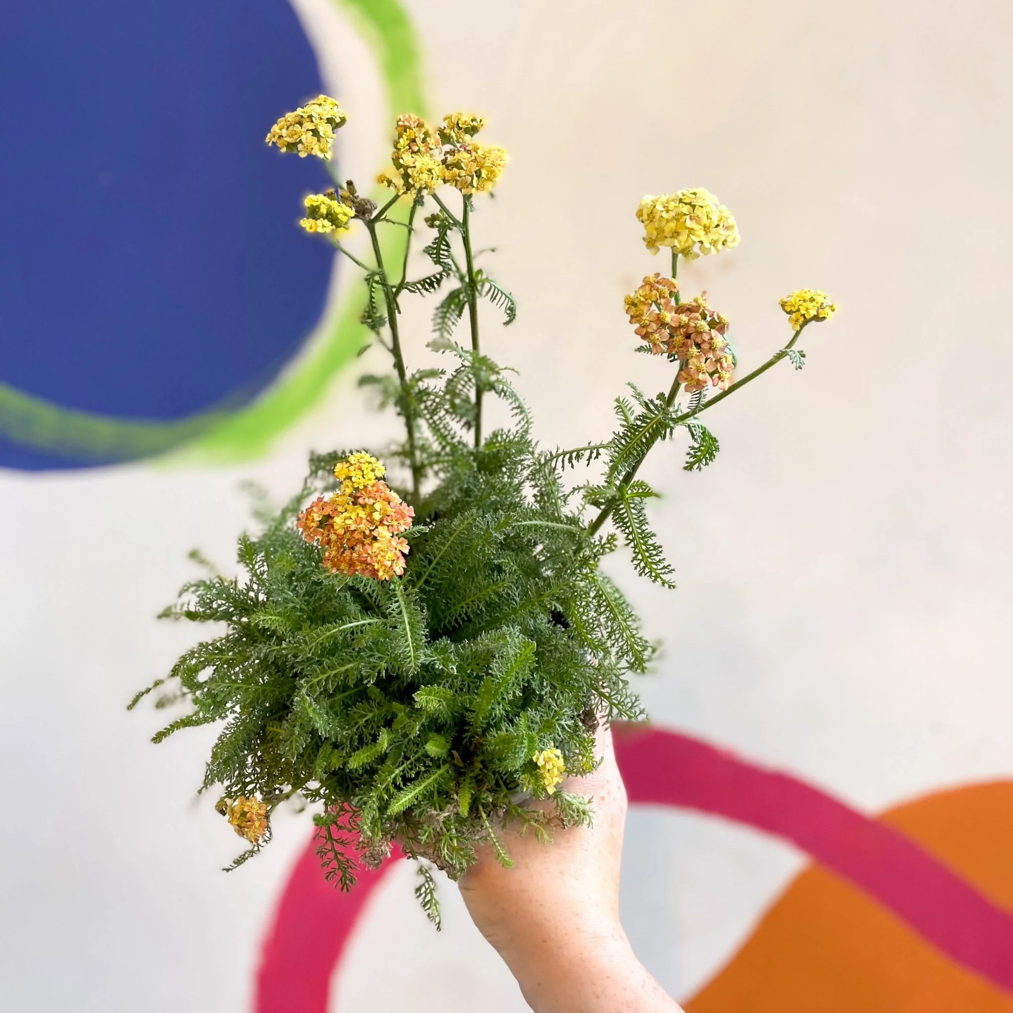 Yarrow - Achillea millefolium 'Desert Eve Terracotta' - British Grown Herbaceous Perennial - Image 2