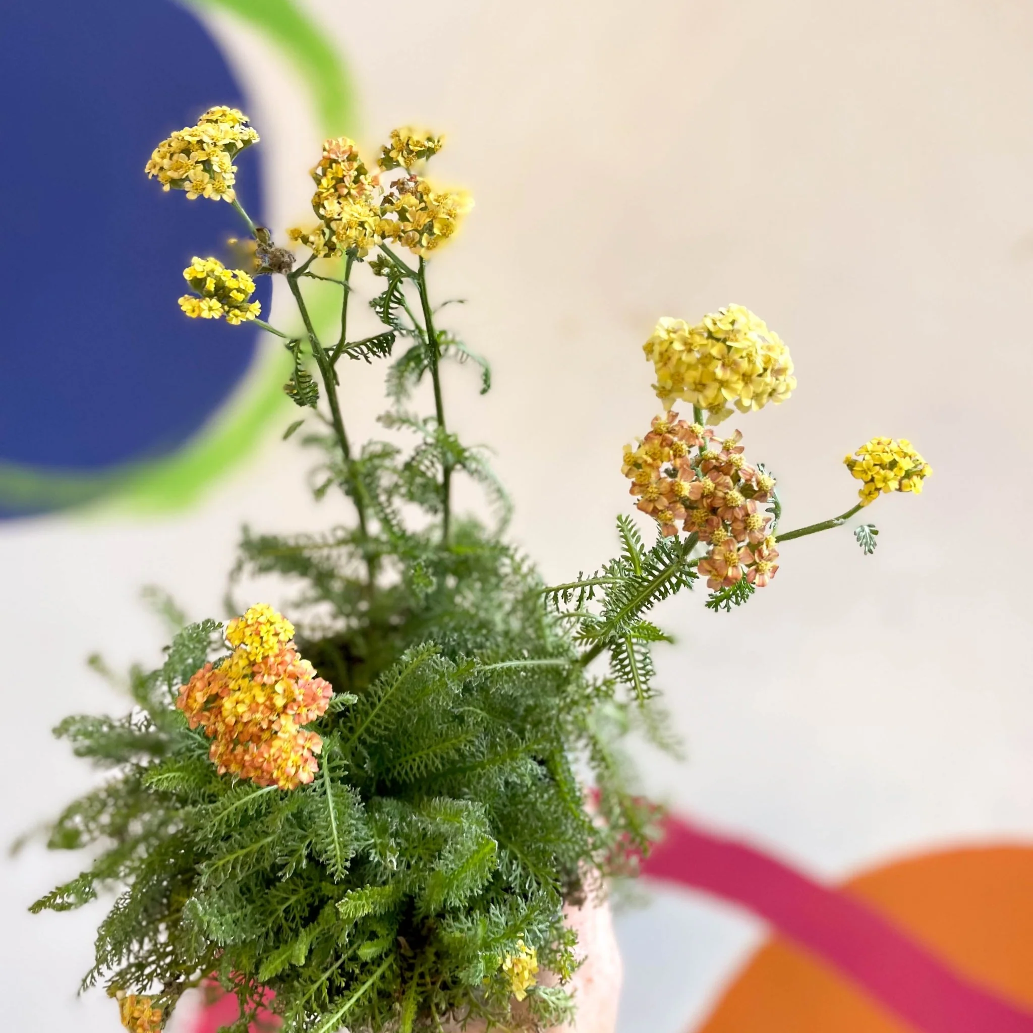 Yarrow - Achillea millefolium 'Desert Eve Terracotta' - British Grown Herbaceous Perennial - Image 3