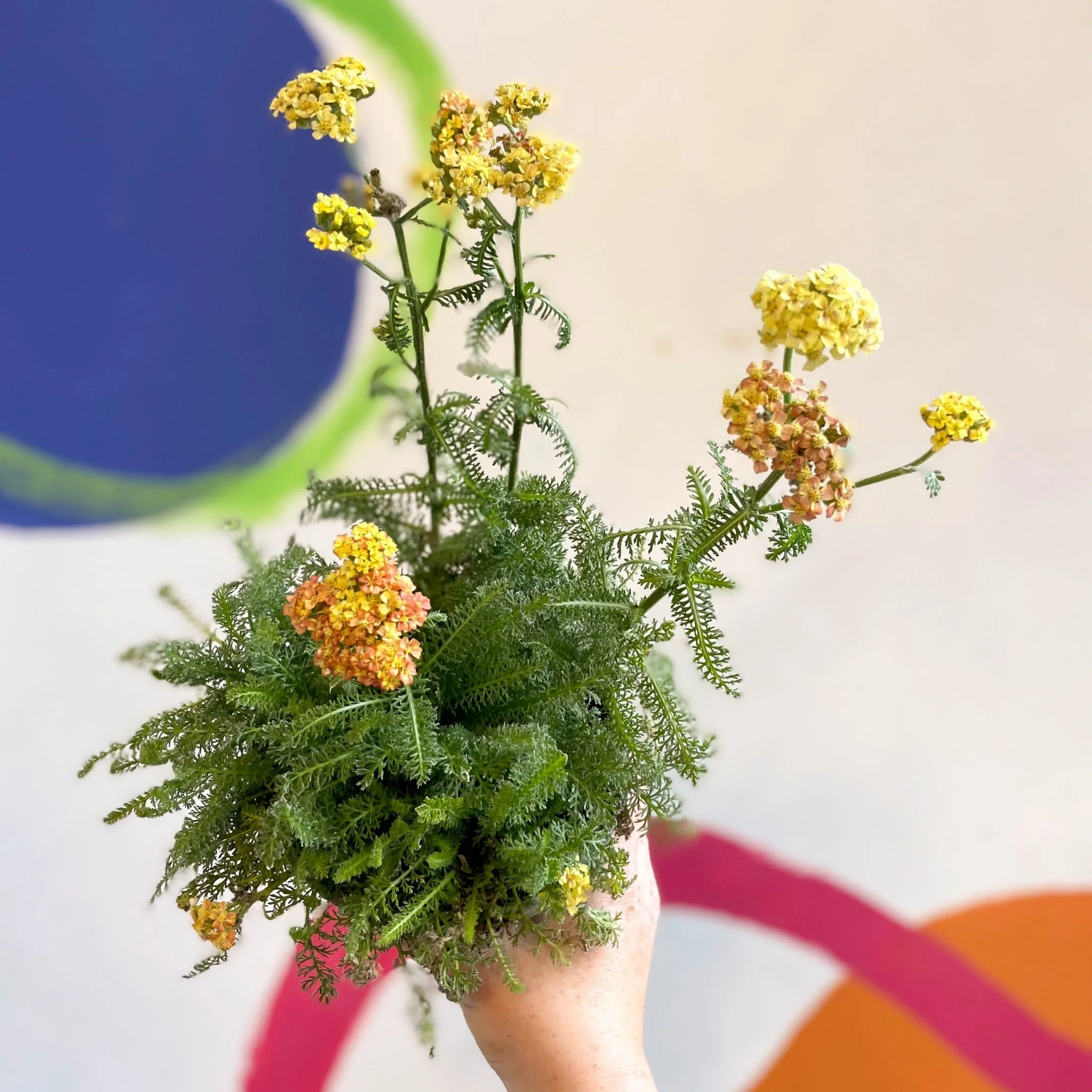 Yarrow - Achillea millefolium 'Desert Eve Terracotta' - British Grown Herbaceous Perennial - Image 5