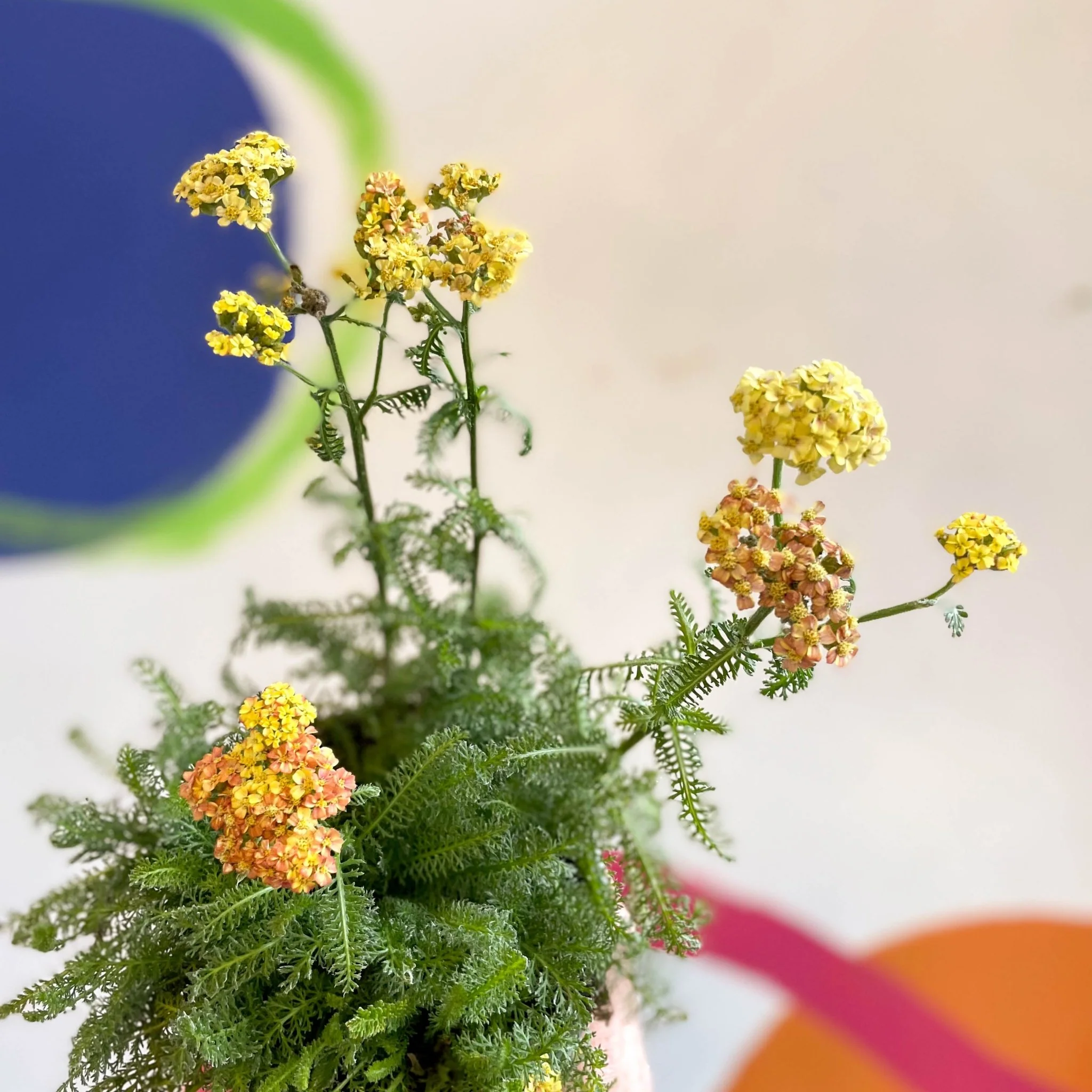 Yarrow - Achillea millefolium 'Desert Eve Terracotta' - British Grown Herbaceous Perennial - Image 7